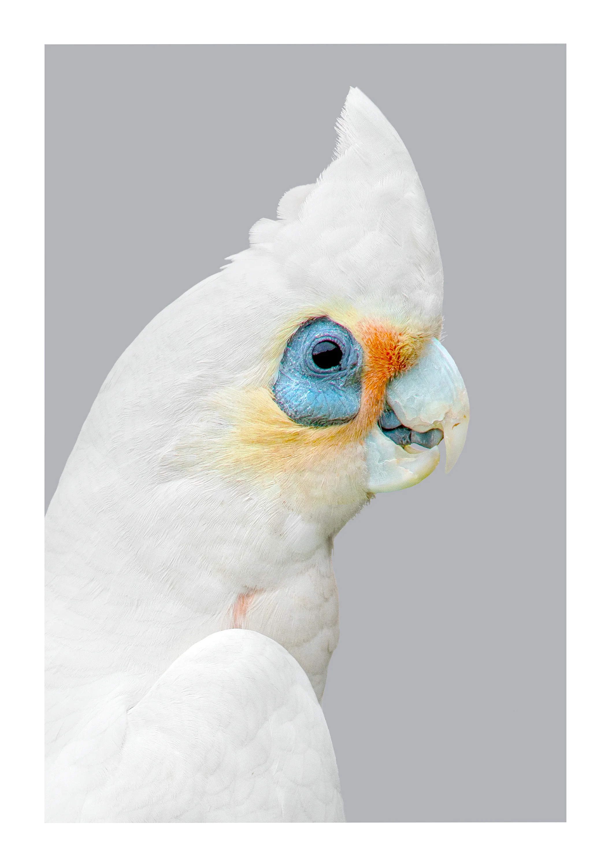 Cacatua sanguinea
