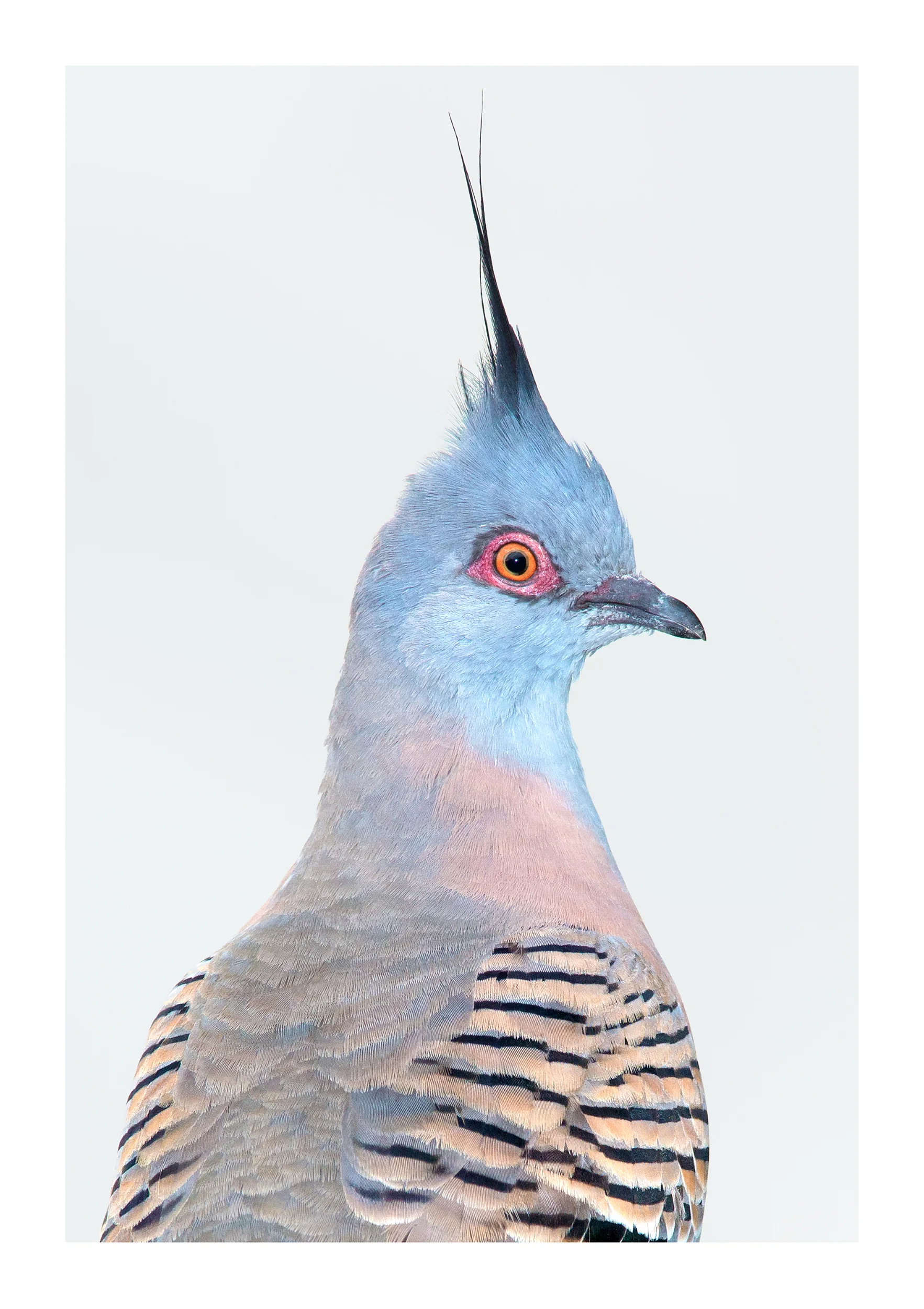 Ocyphaps lophotes