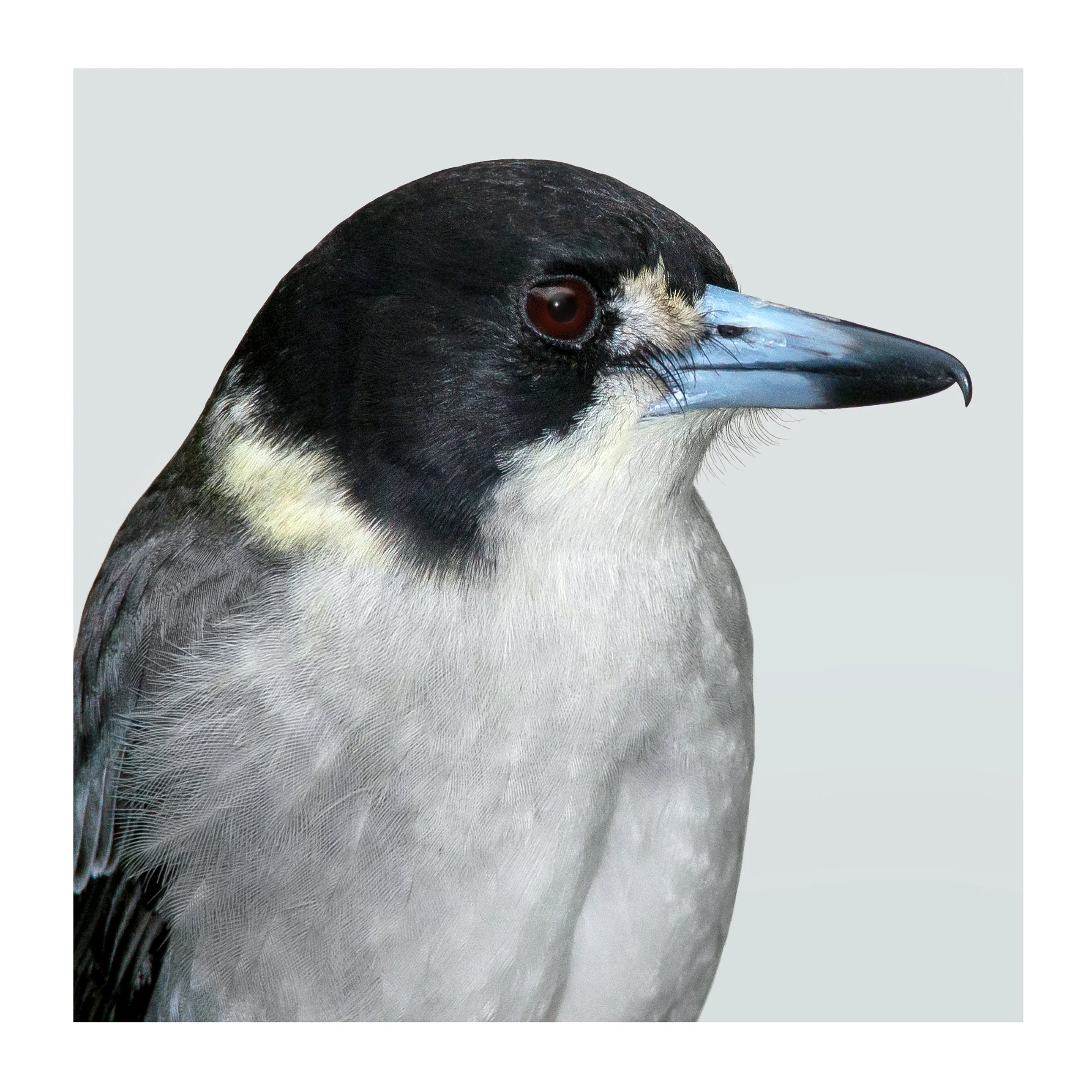 Cracticus torquatus
