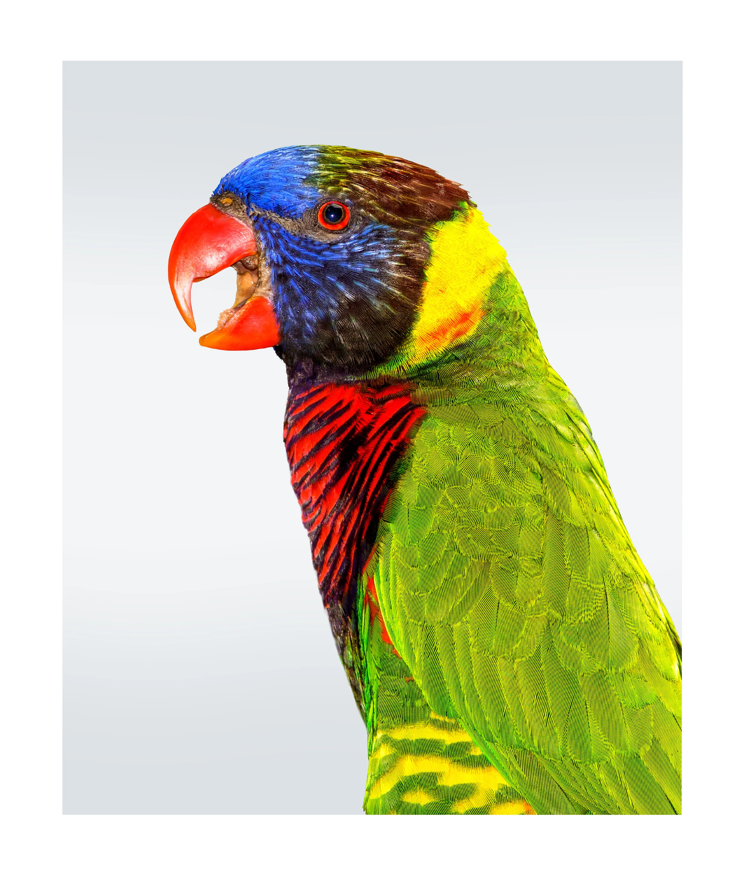 Trichoglossus haematodus