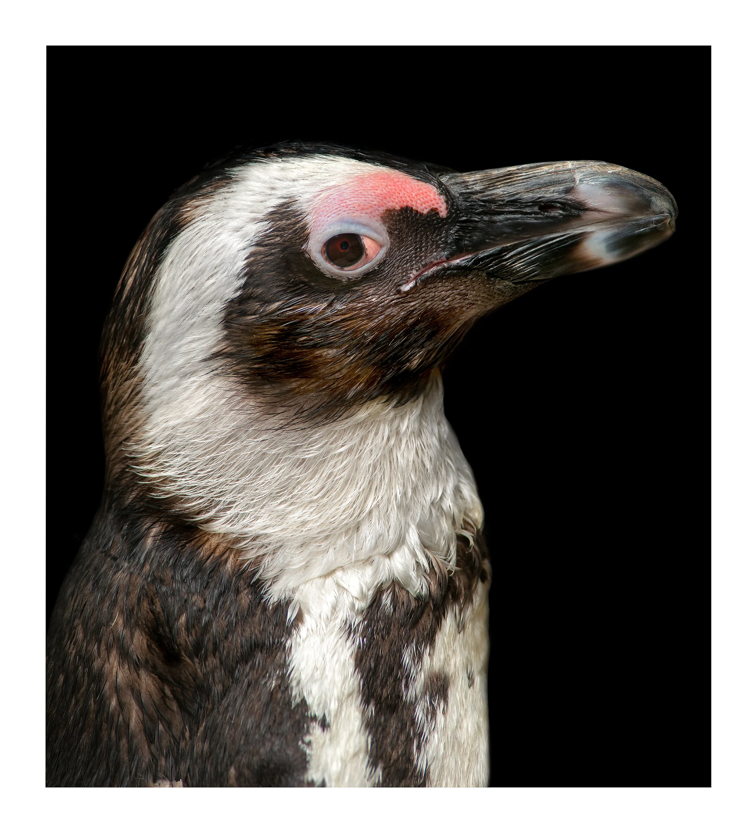 Spheniscus demersus