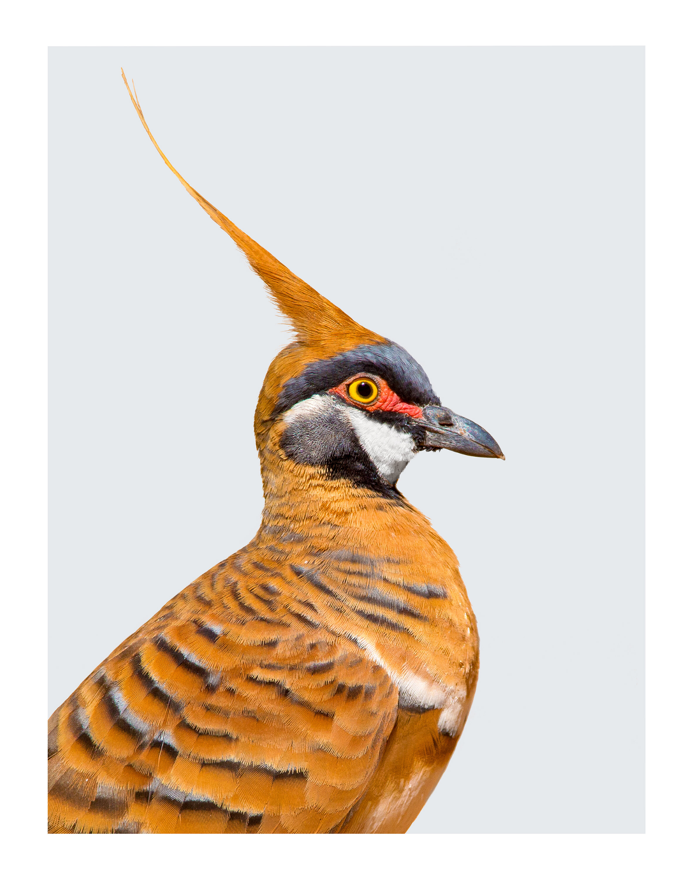 Geophaps plumifera