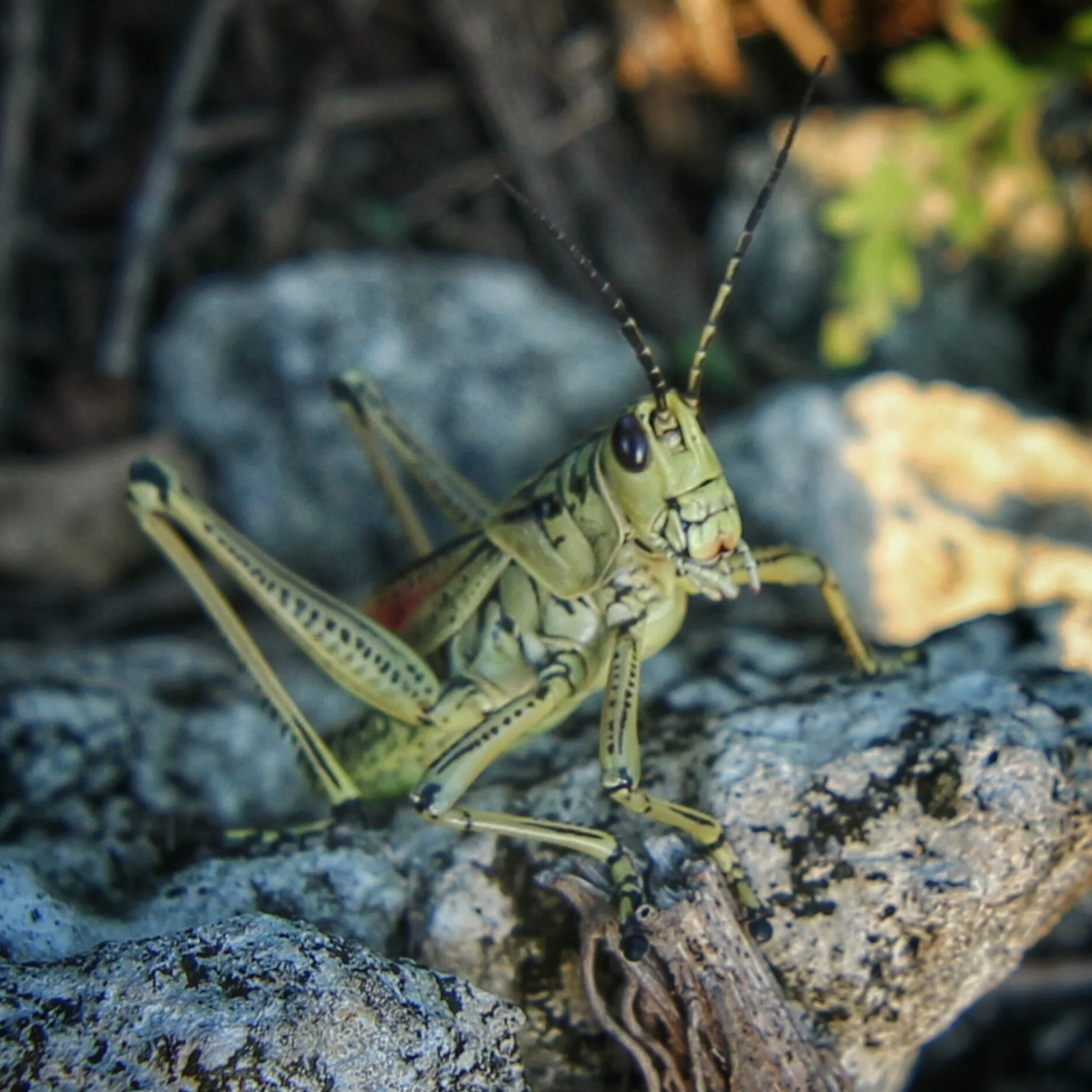 2015-07-08 08.01.59-01.jpeg