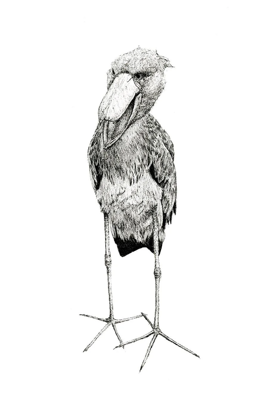 © 2016 Shoebill.jpg