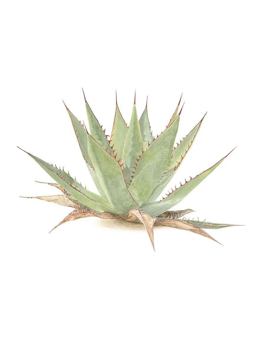 ©2019 Shawii Agave.jpg