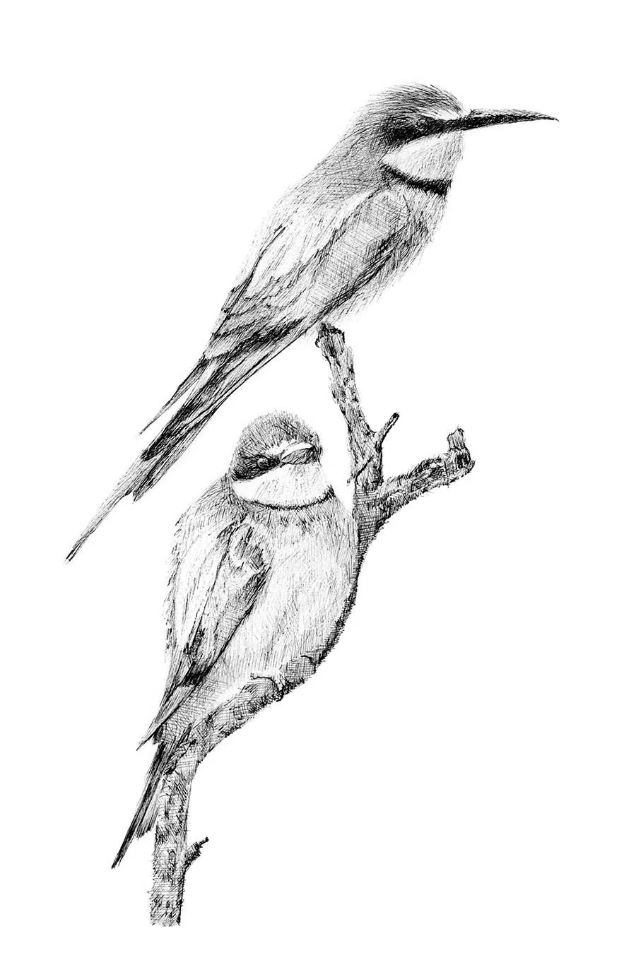 © Europene bee eater.jpg