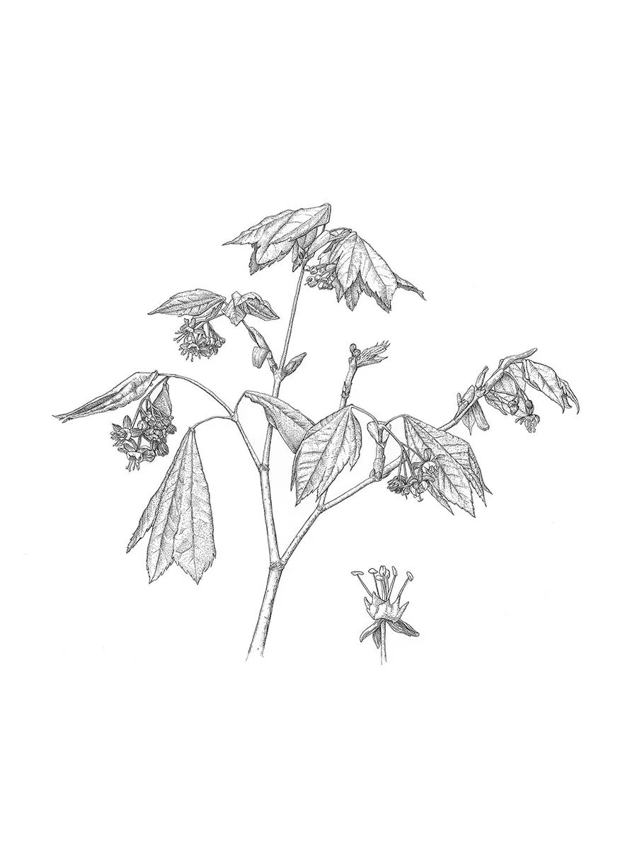 ©2020 Flowering Maple.jpg