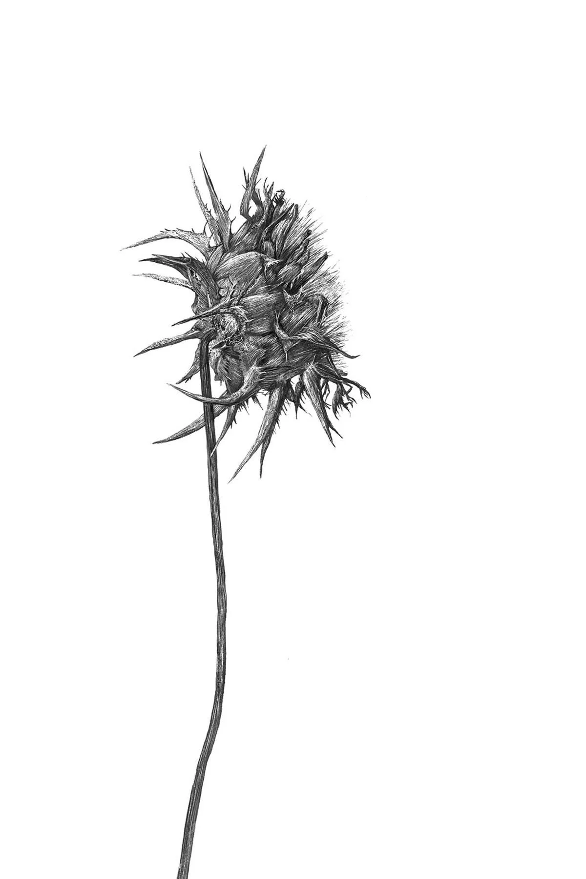 ©2021 Dried Thistle.jpg