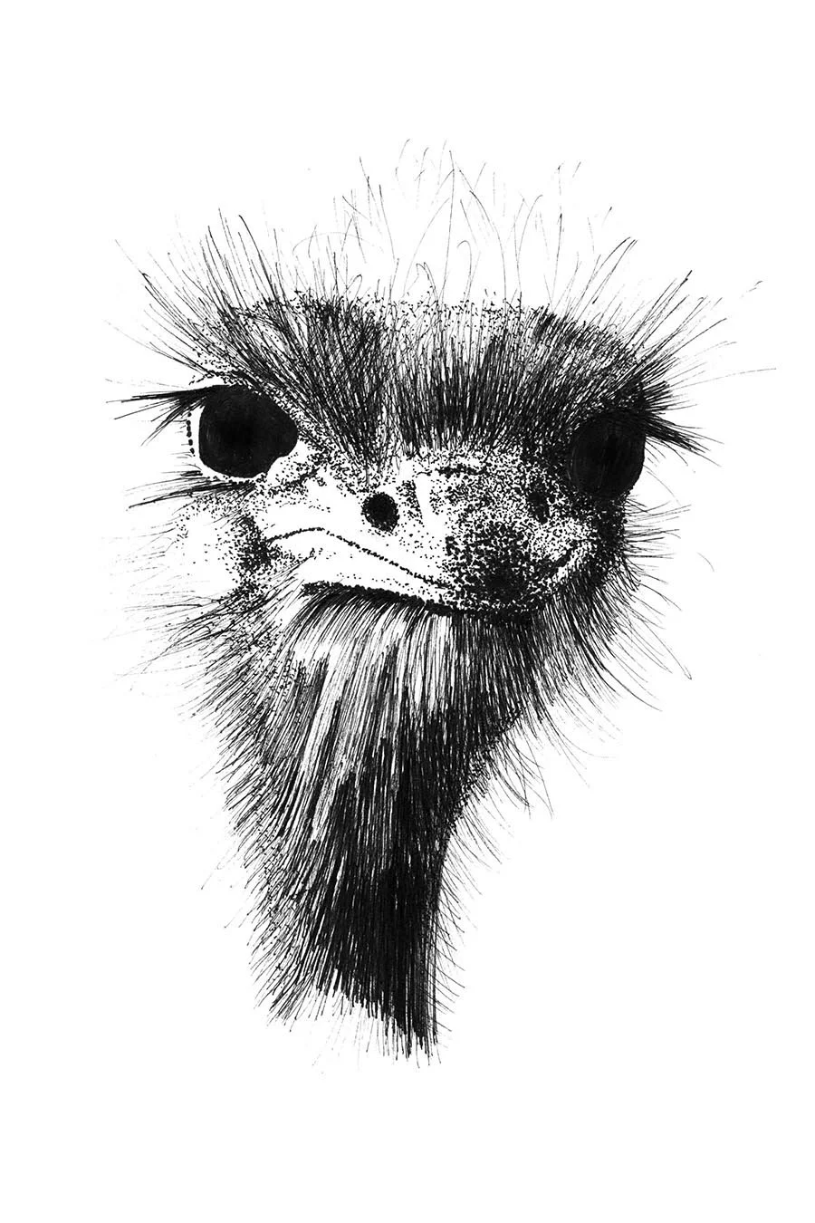 © 2010 Arabian Ostrich.jpg