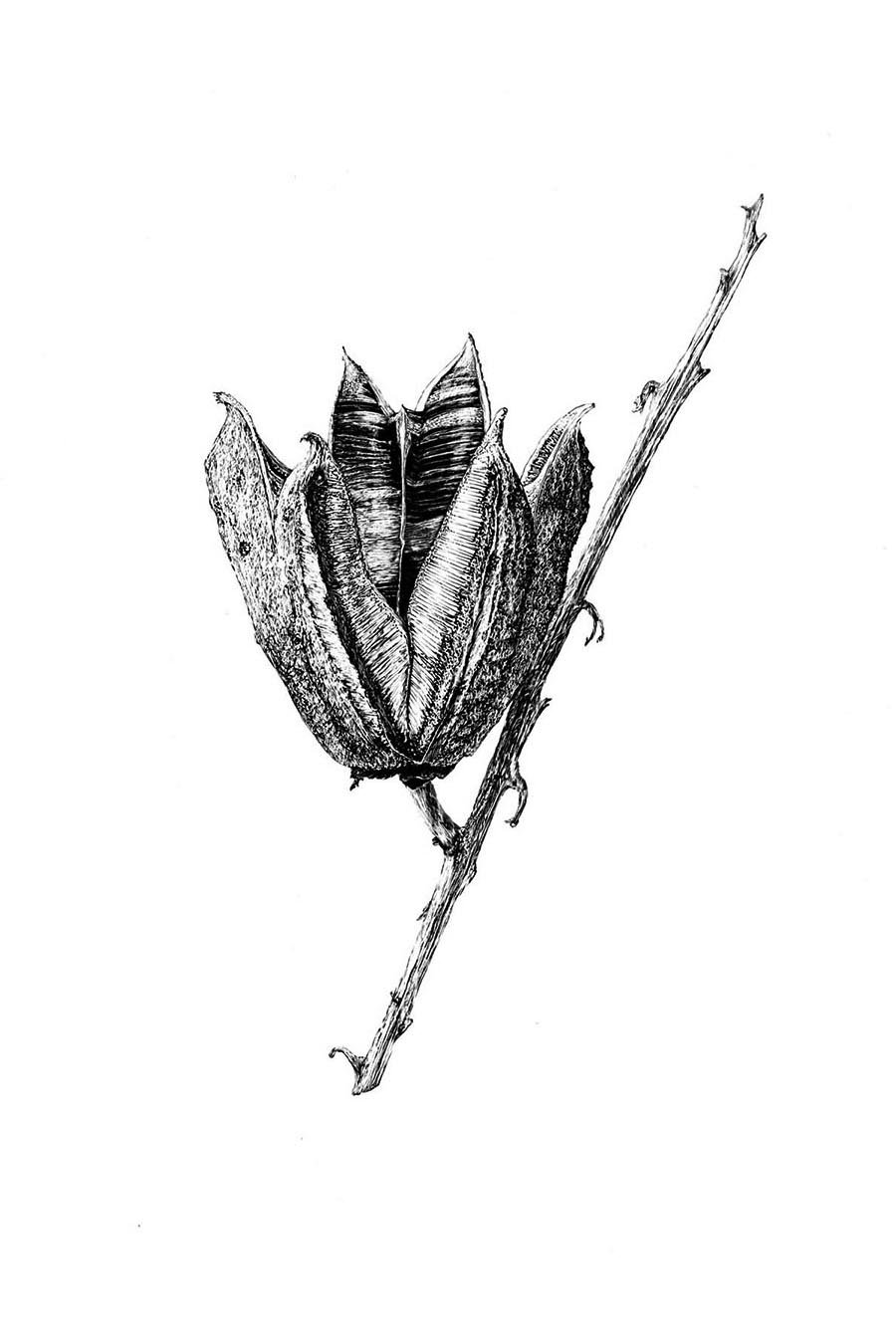 ©2019 Yucca Pod.jpg