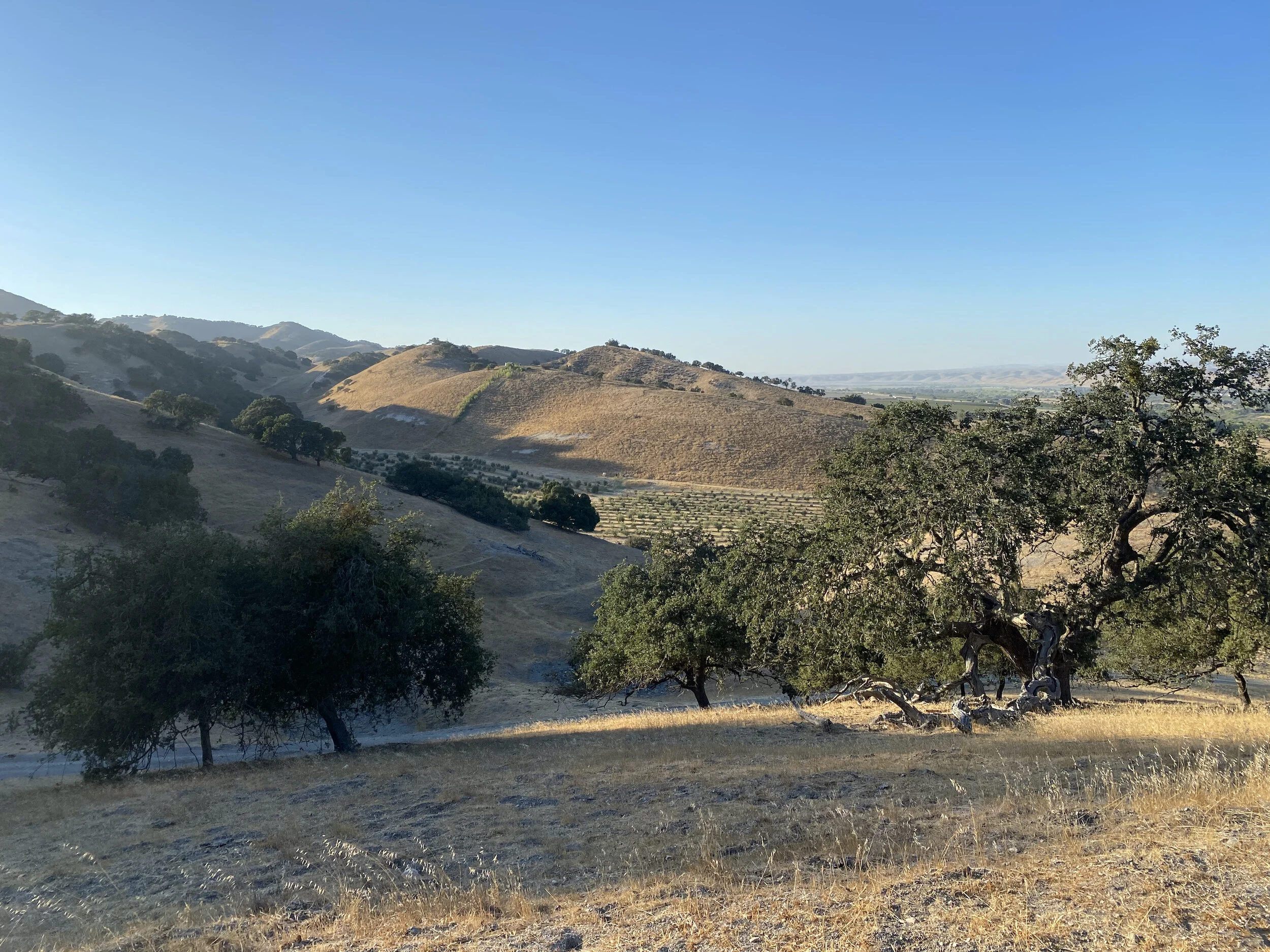 ranch 43 olive orchard