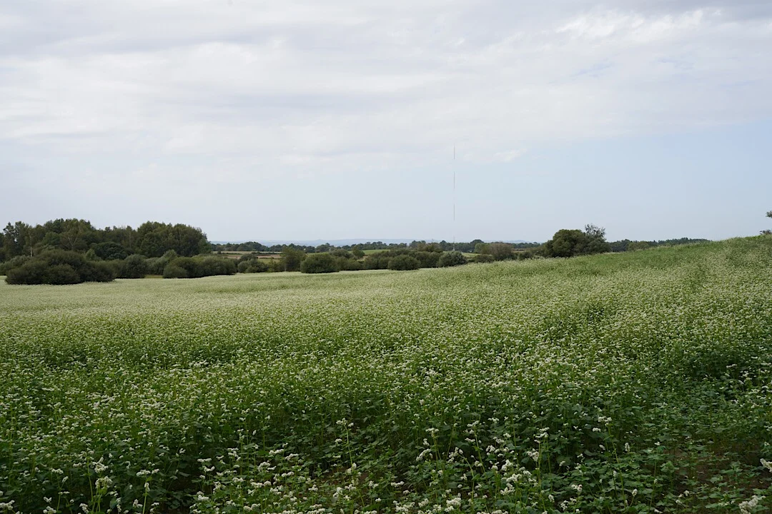 DAY EIGHTY ONE: VILLEFRANCHE DE PANAT TO RÉQUISTA