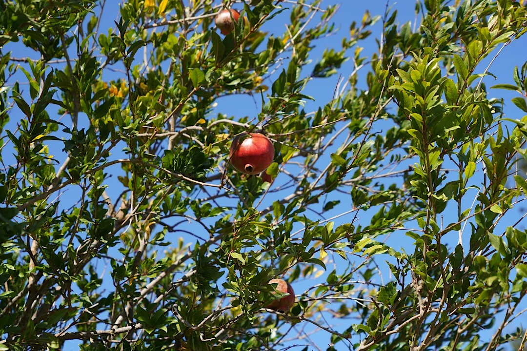 IMG_07871.jpg