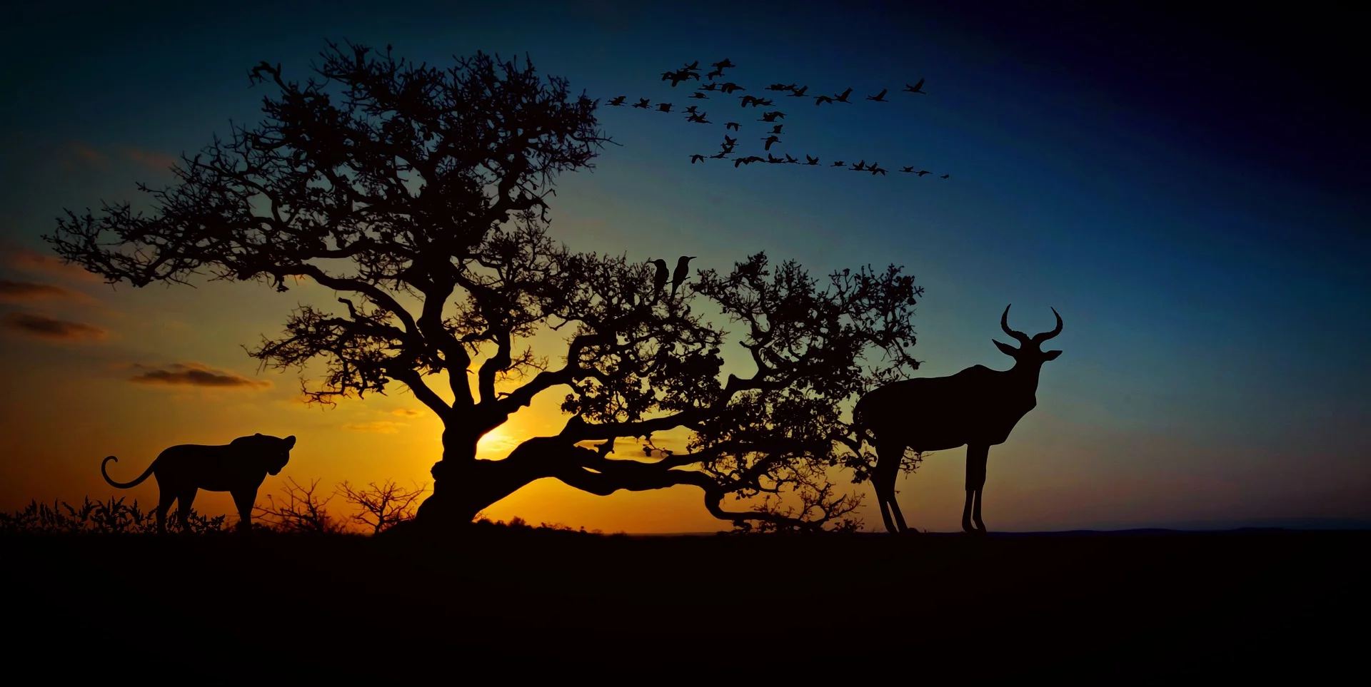 africa-2785723_1920.jpg