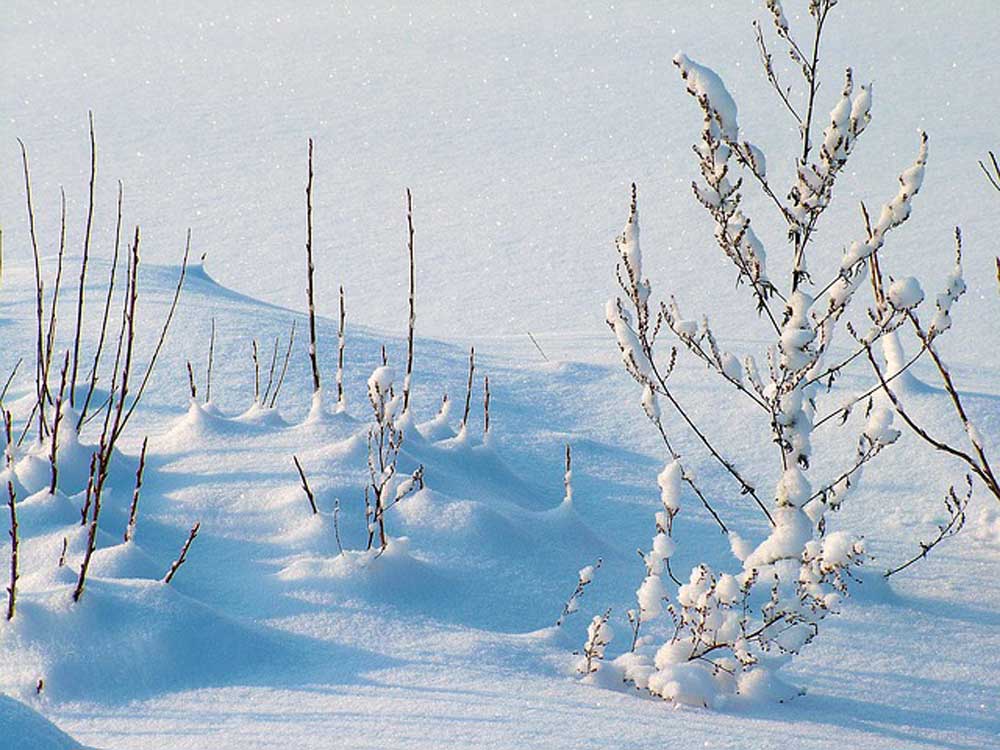 Frost-Winter-Snow-Plants.jpg