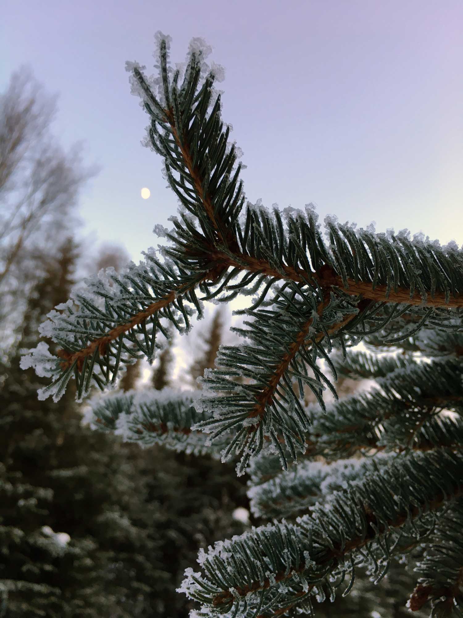 Snowy-Spruce-Bough.jpg