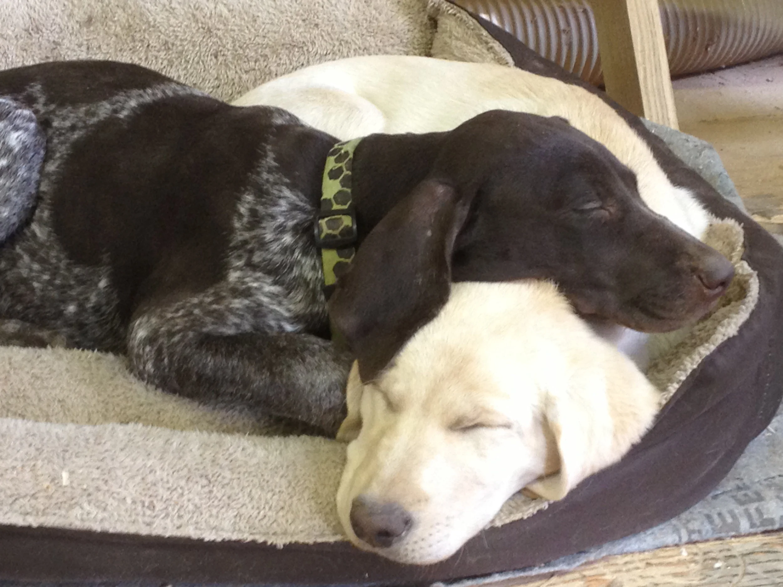 Pickles (bottom) and Willow (top) 