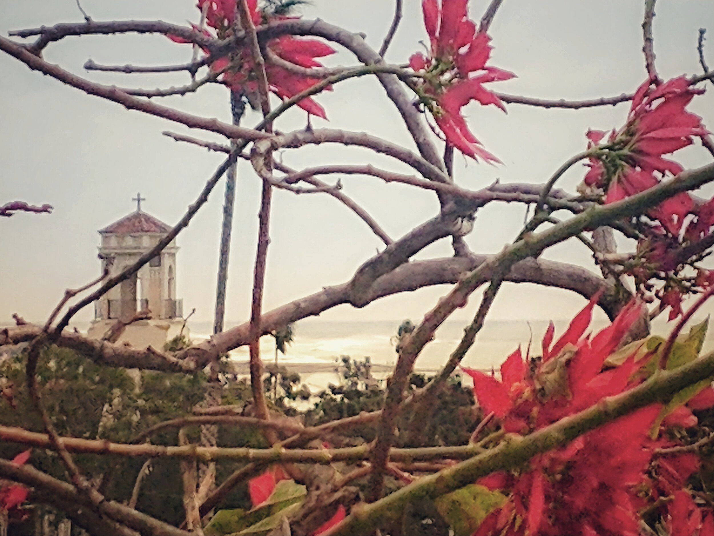 Vista through Poinsettias - Ventura CA