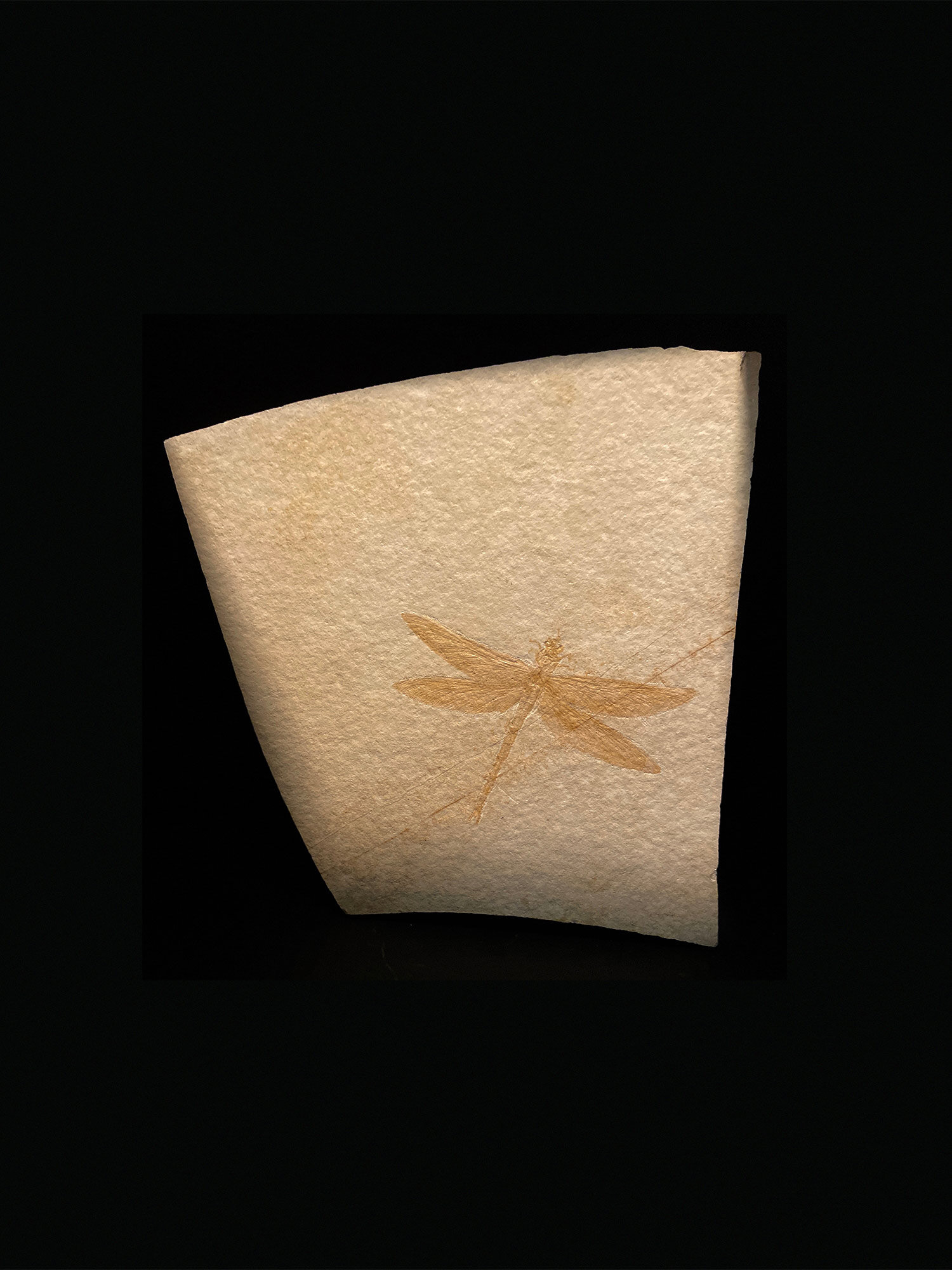 Dragonfly, Aeschnogomphus