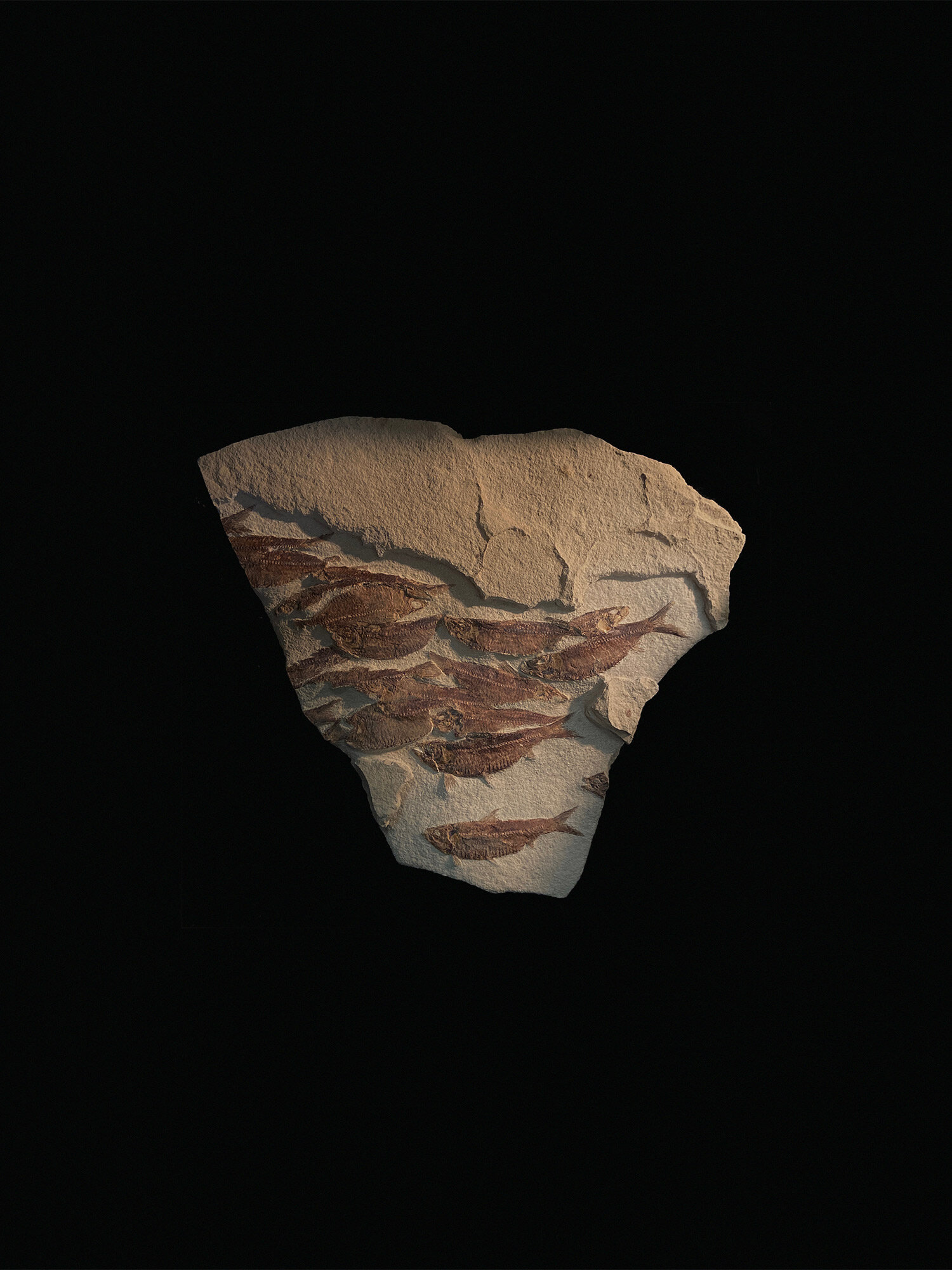 Fish, Gosiutichthyus