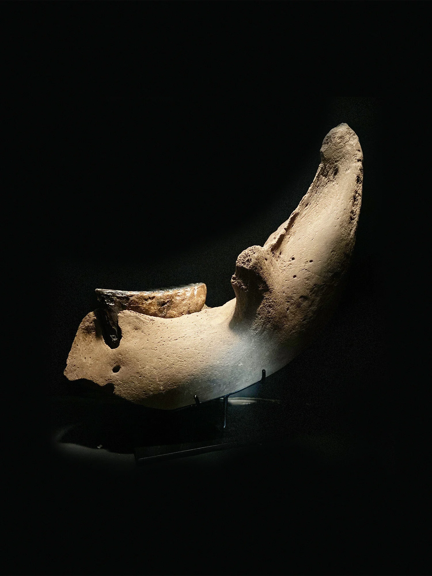 Mammoth Jaw, Mammuthus primigenius