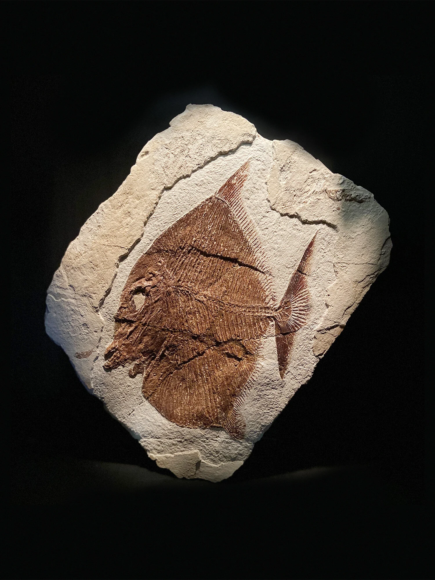 Pycnodont, Paleobalistum