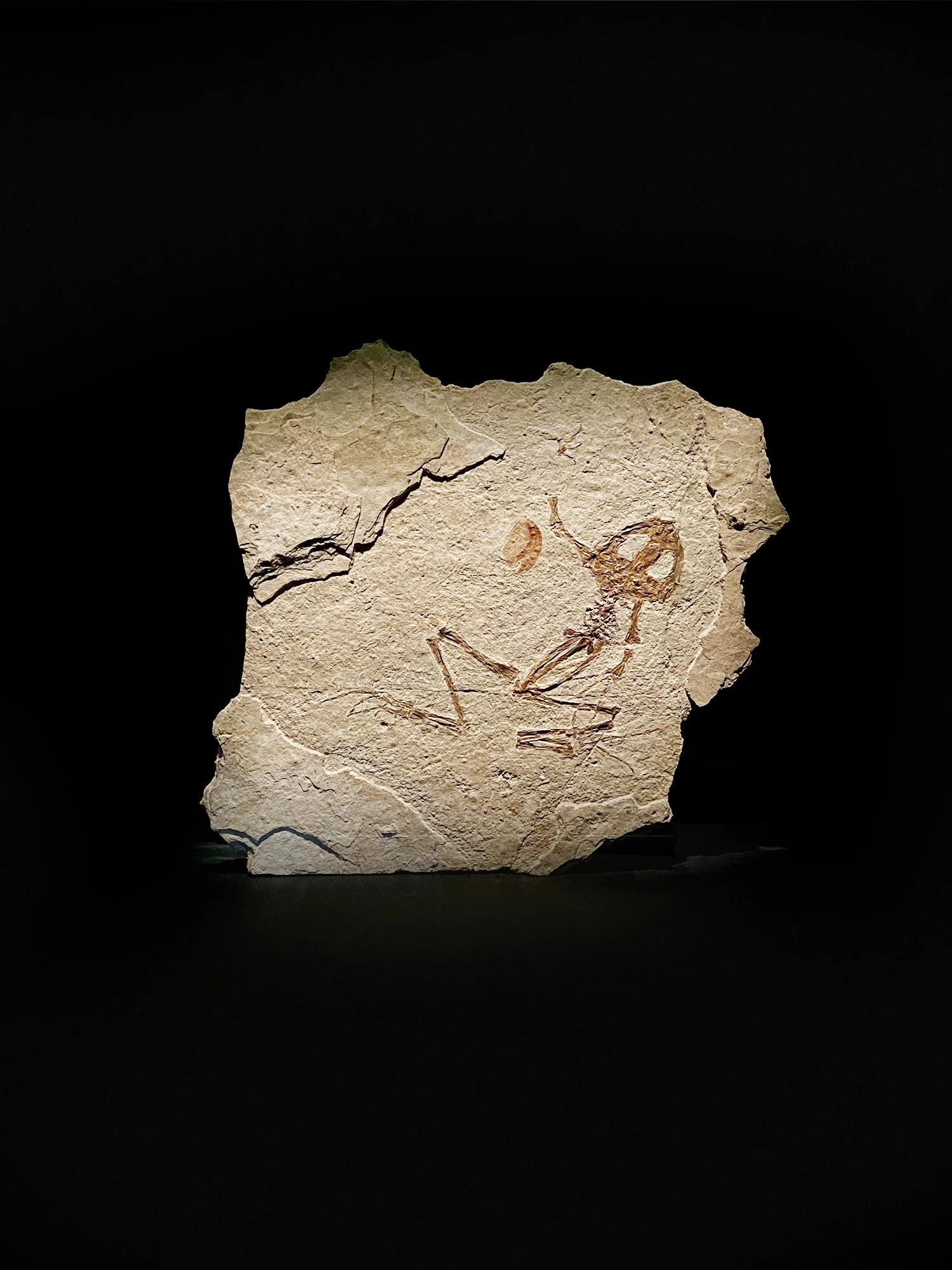 FossilFron,Liaobactracus-Cover.jpg