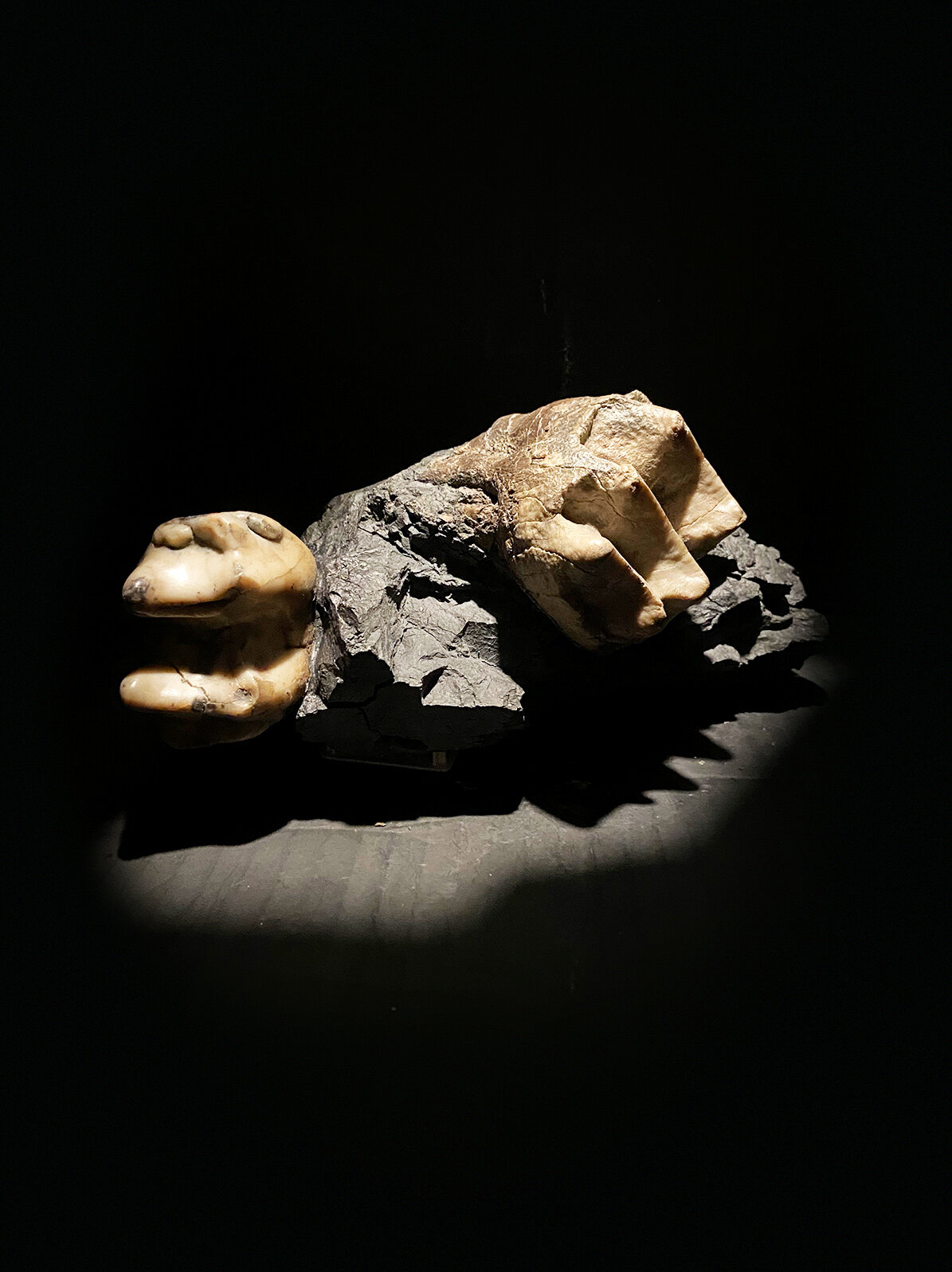 Extinct Elephant Molars