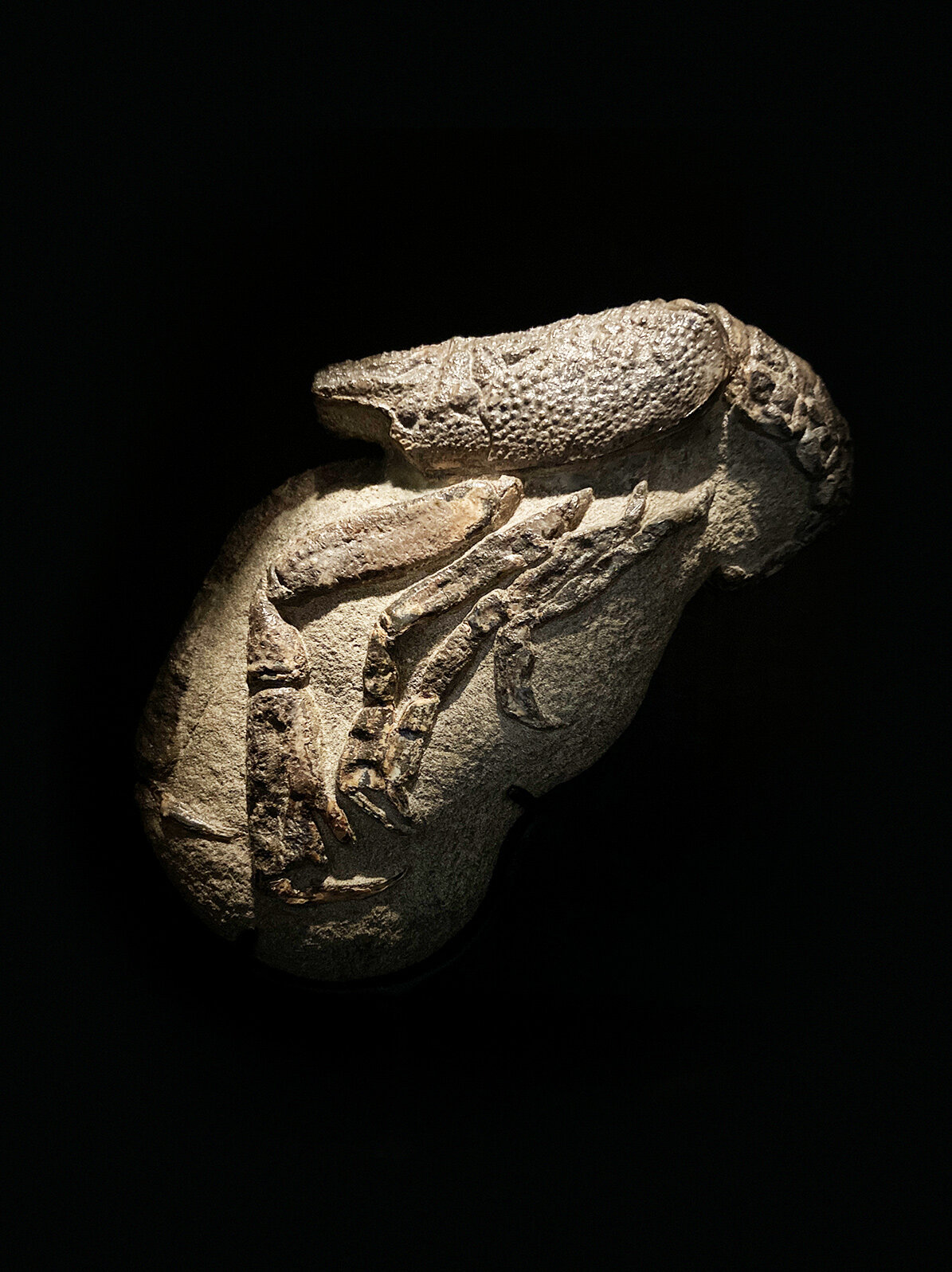 Fossil Lobster