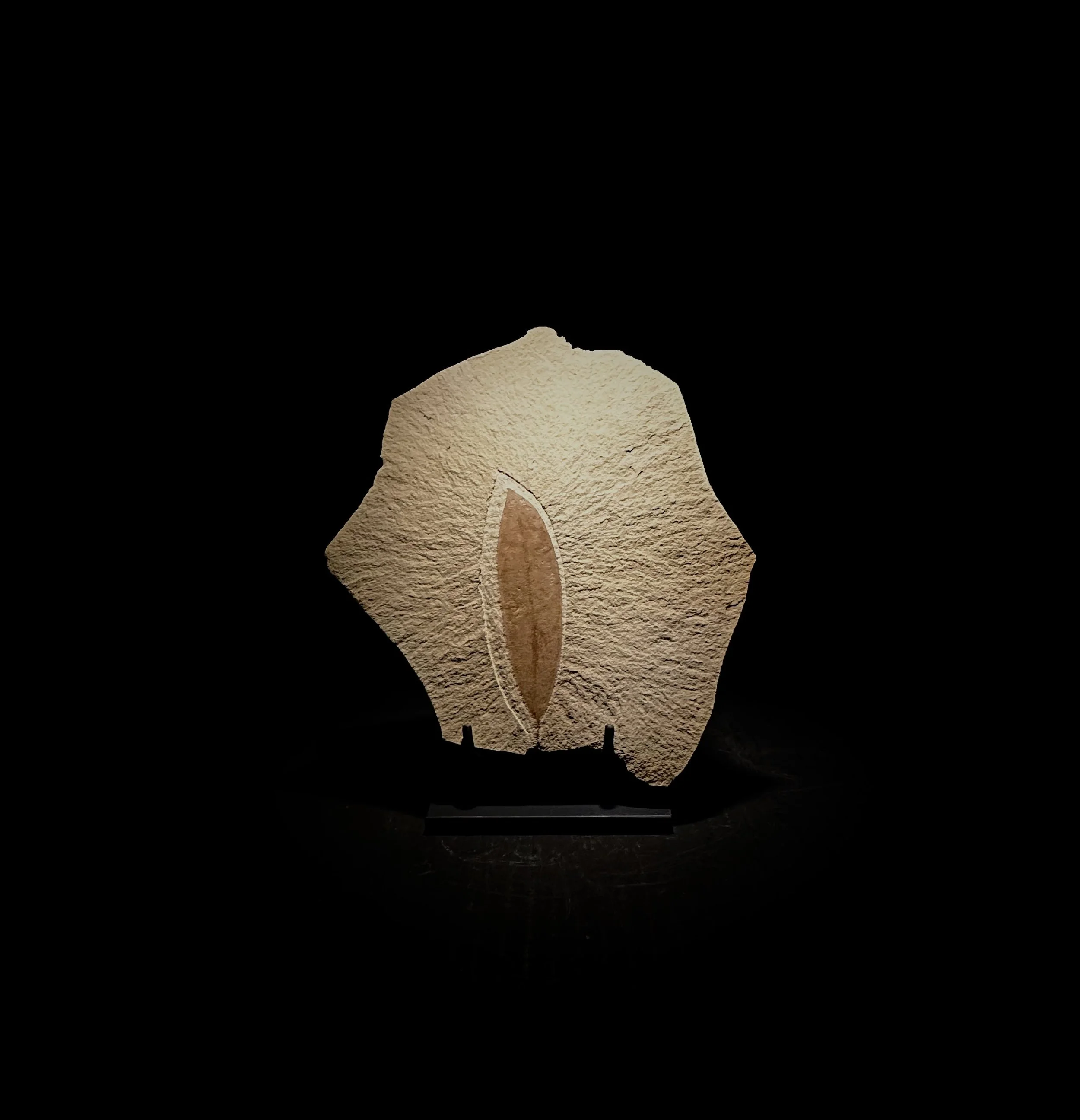 Laurel Leaf, Beilschmiedia