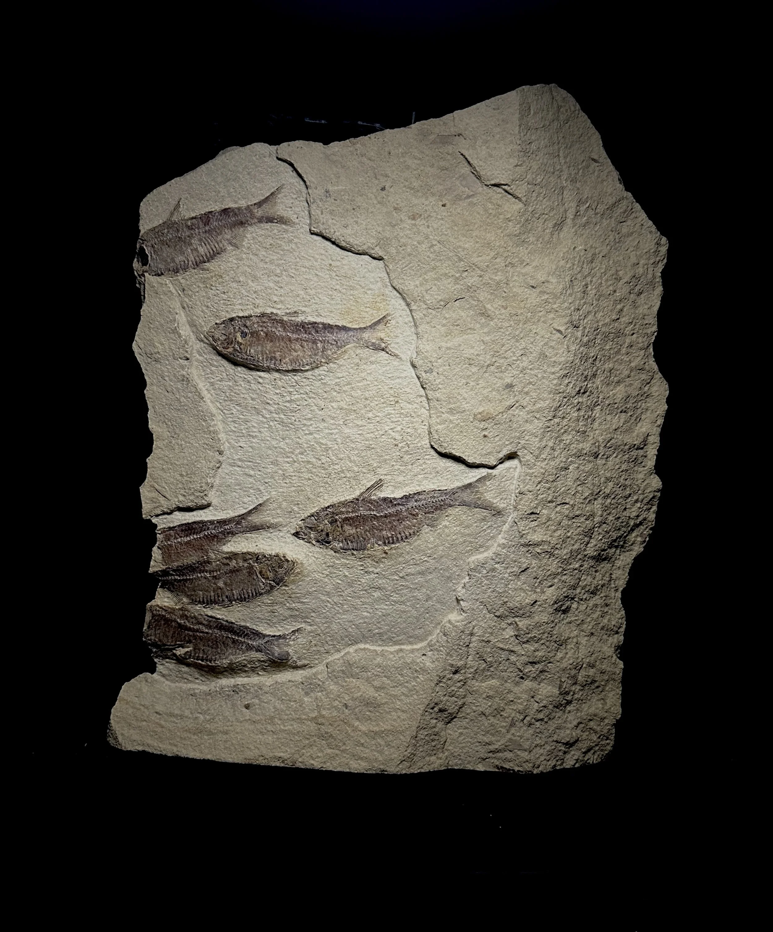 Fish, Gosiutichthyus