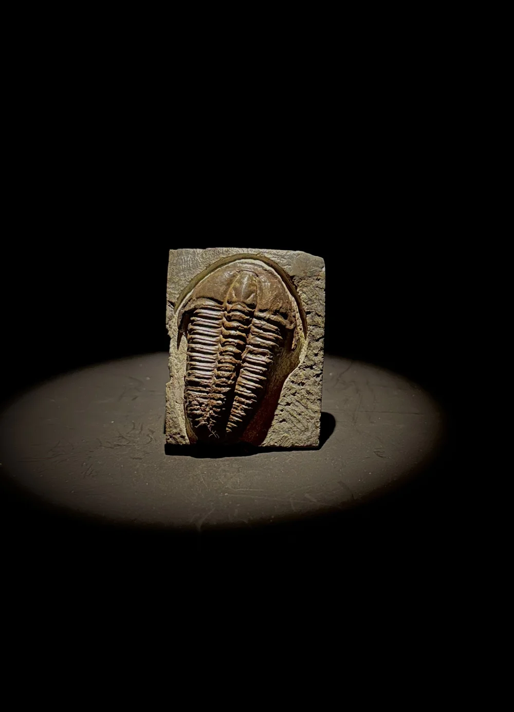 Devonian Placoderm, Victoraspis, Fossil For Sale — Still Life Fossils