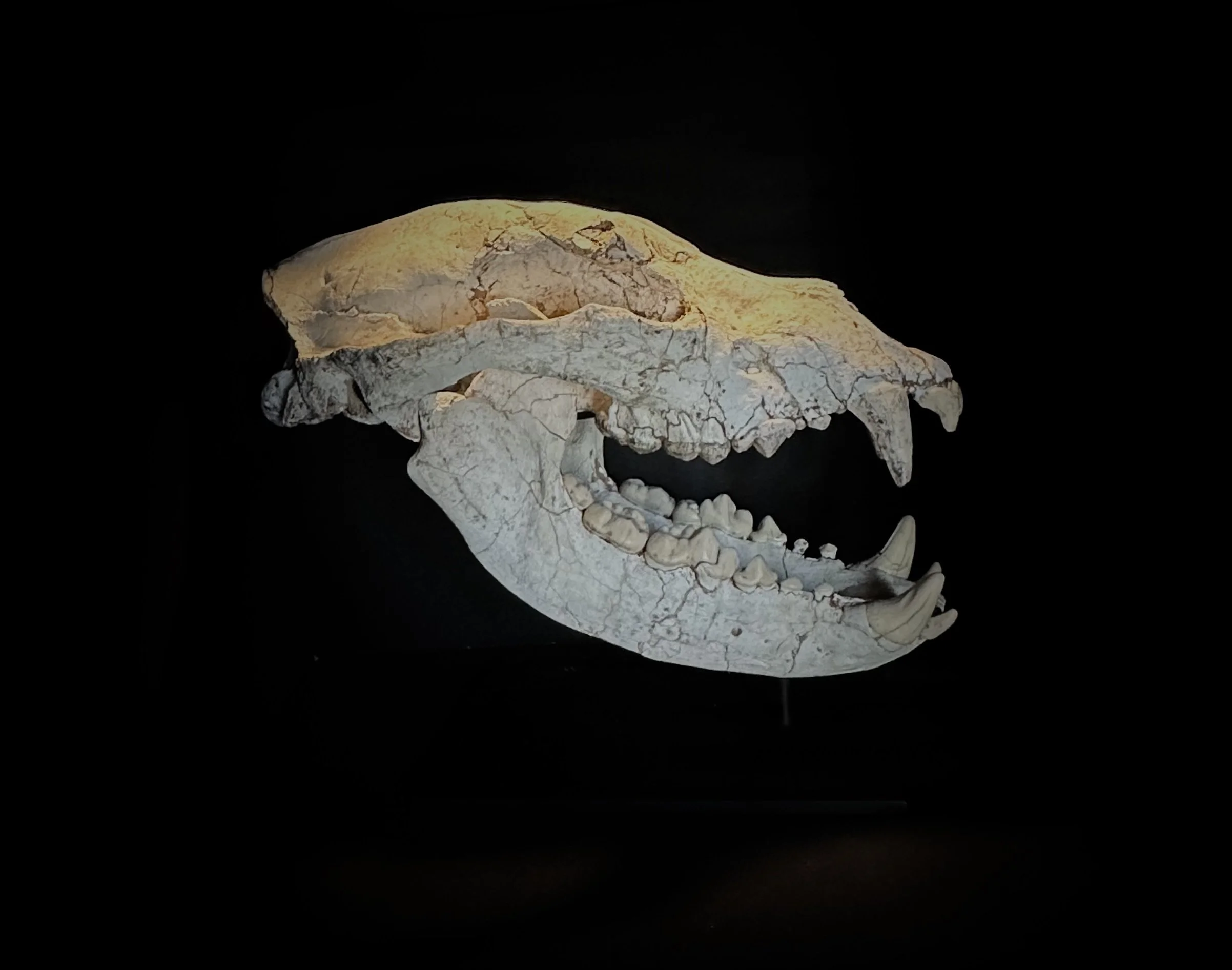 Bear Skull, Indarctos