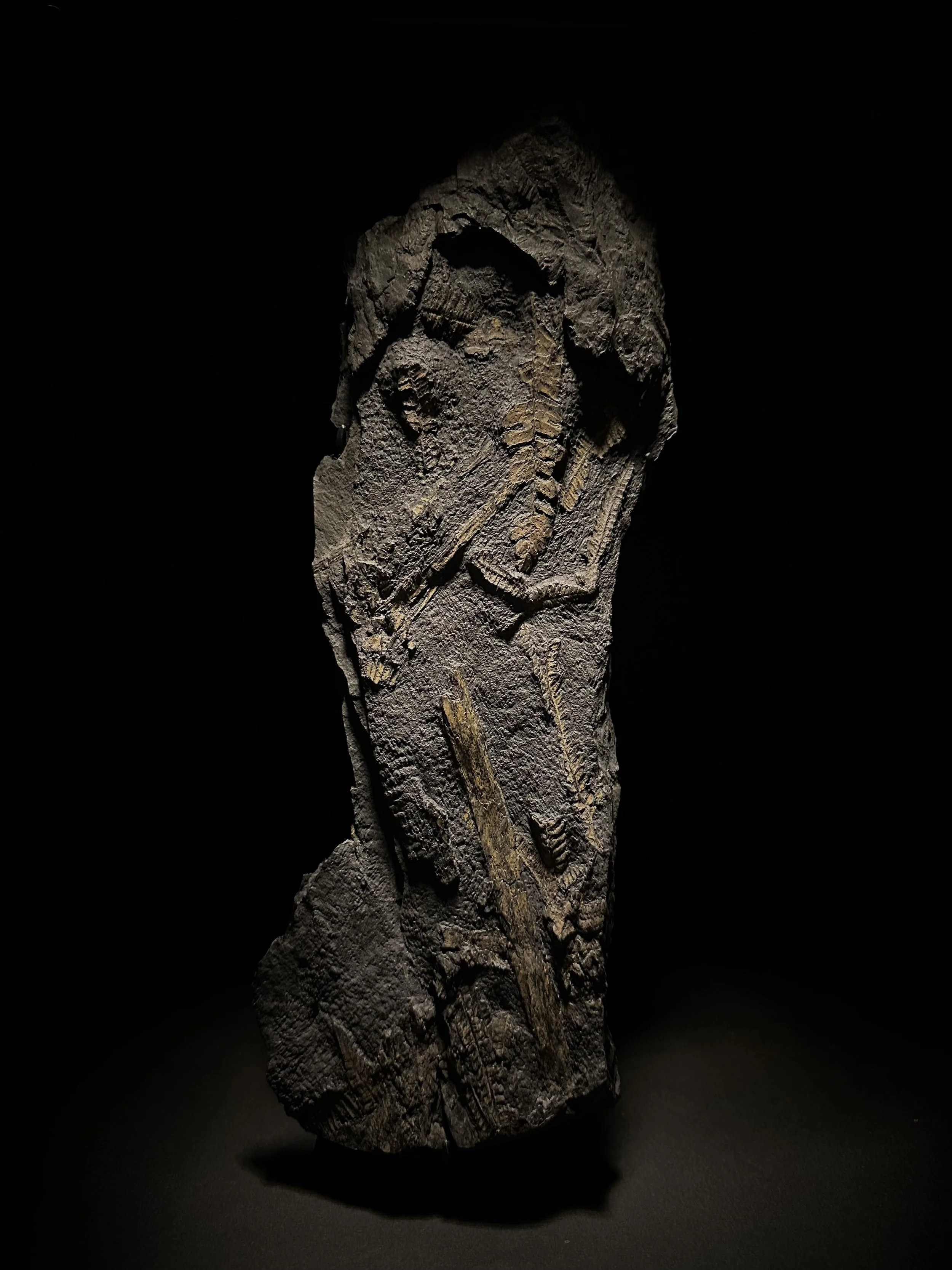 Fossil fern from Carboniferous