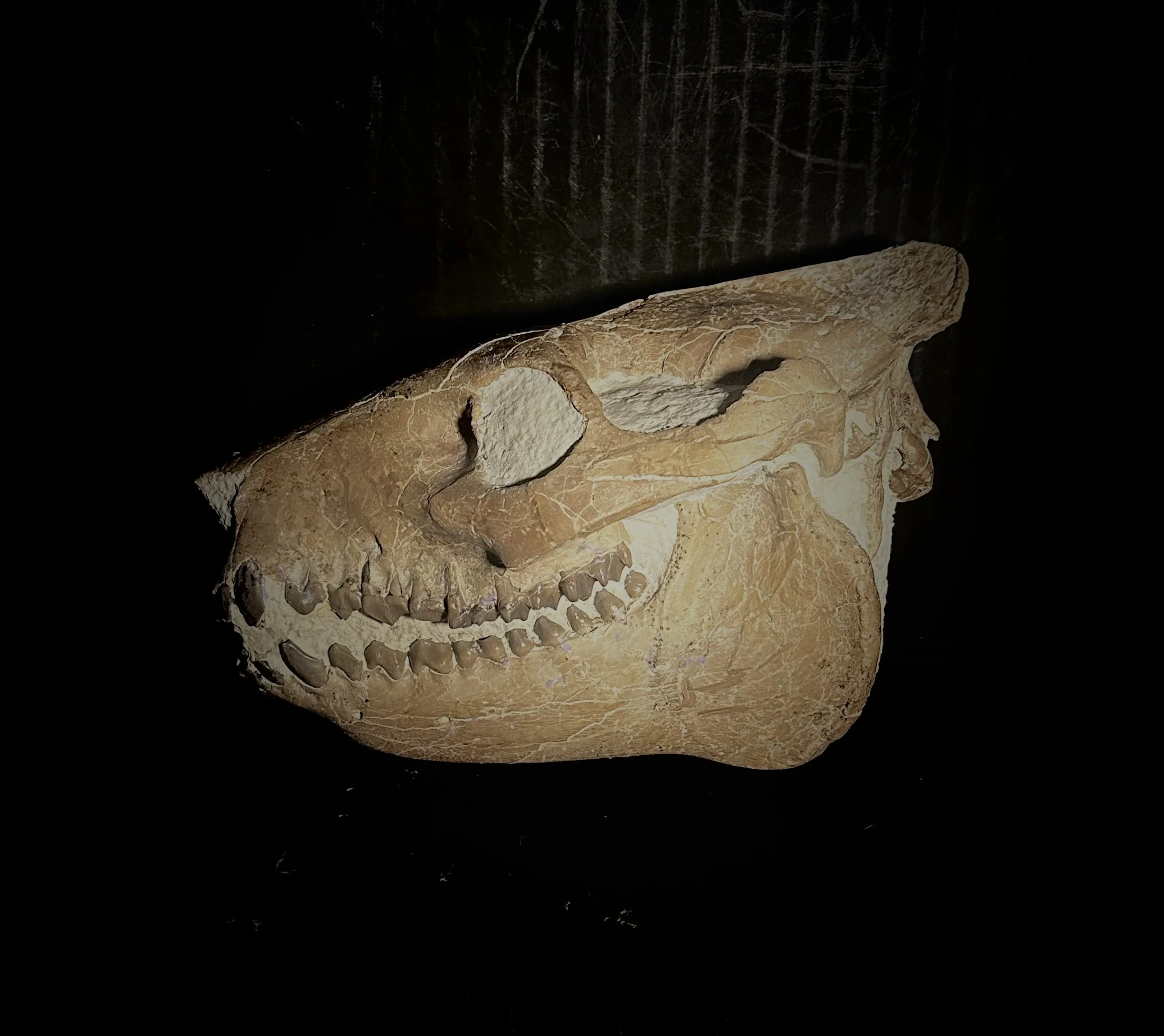 Brown Oreodon Skull, Merycoidodon culbertsoni