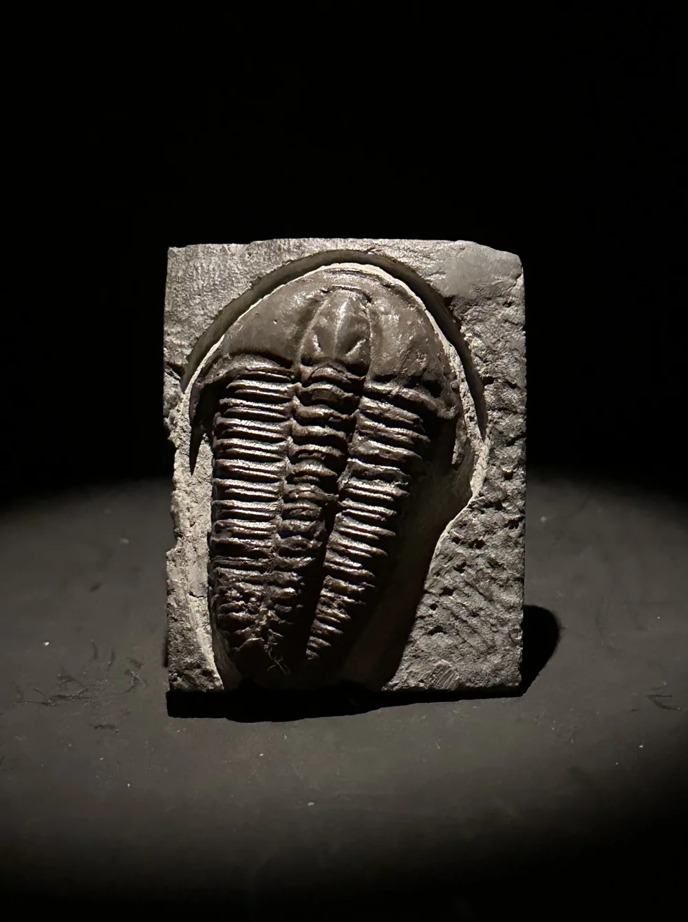 Devonian Placoderm, Victoraspis, Fossil For Sale — Still Life Fossils