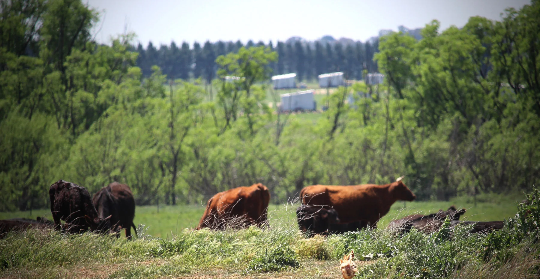Mulloon Creek Natural Farms