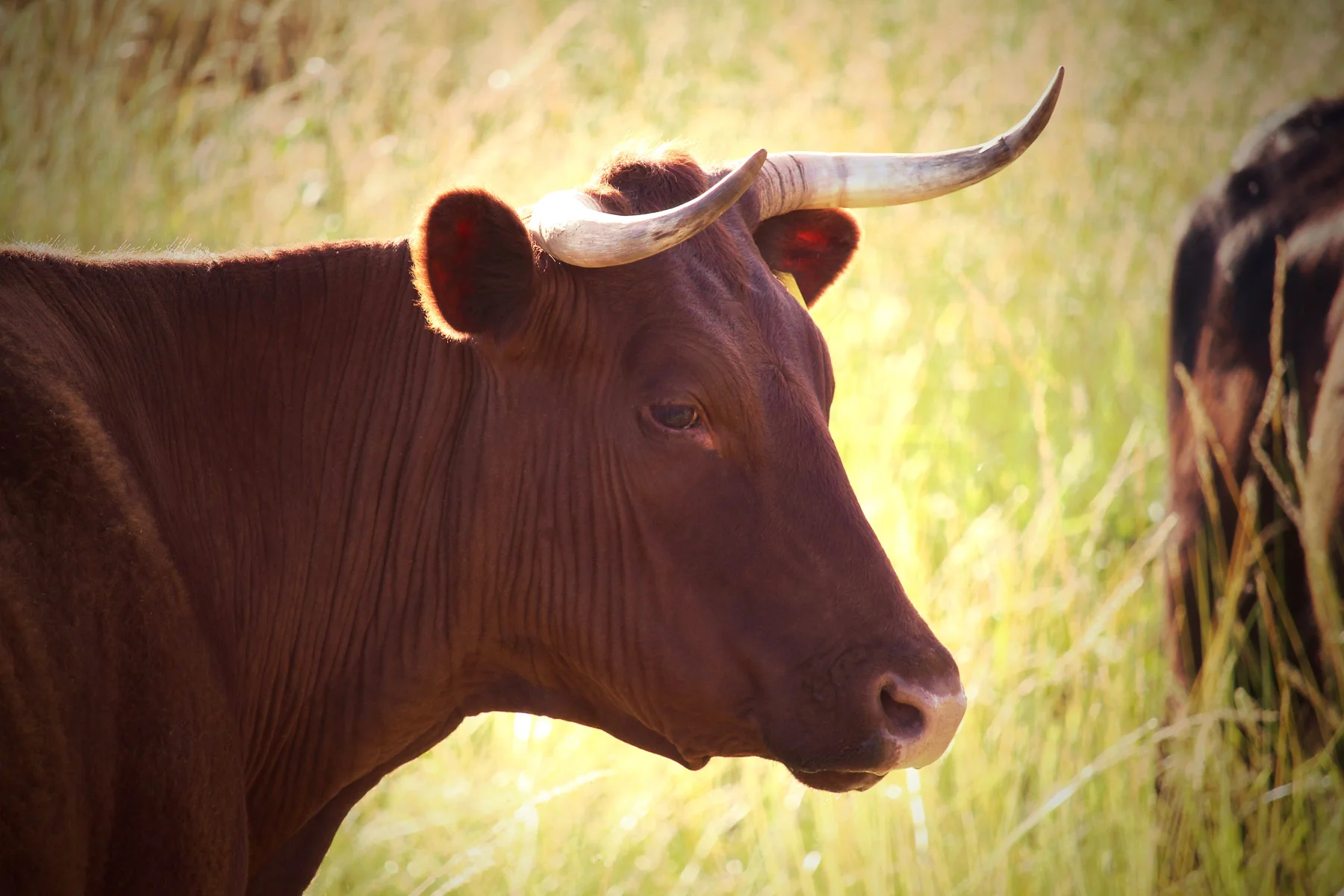 Organic and biodynamic pastures