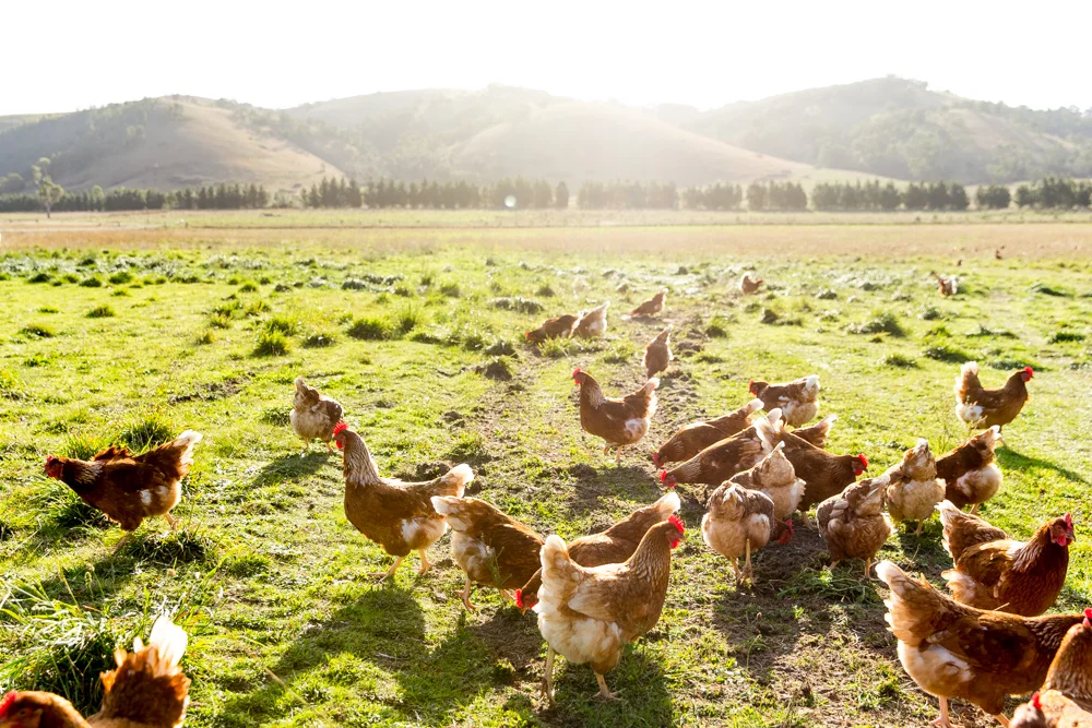 Free to roam daily, foraging for beetles, worms and grasses in our pastures