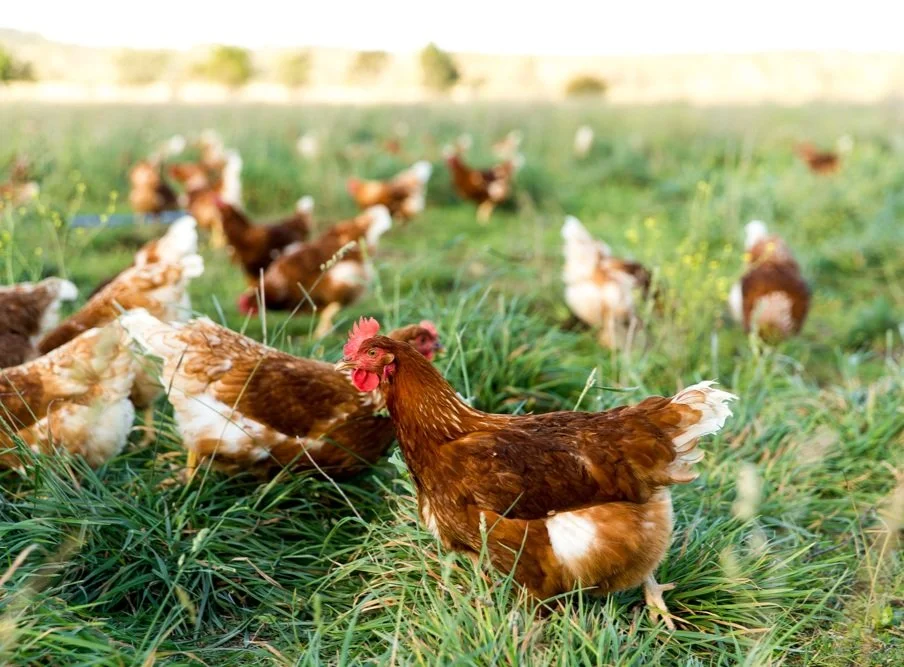 Soy, GMO & chemical free pasture raised eggs