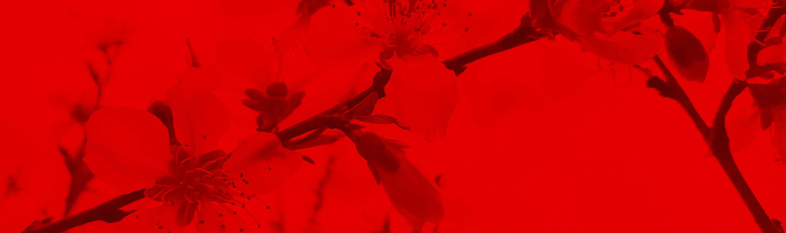 Floral_Red_0000_red-AFTER---v5.jpg