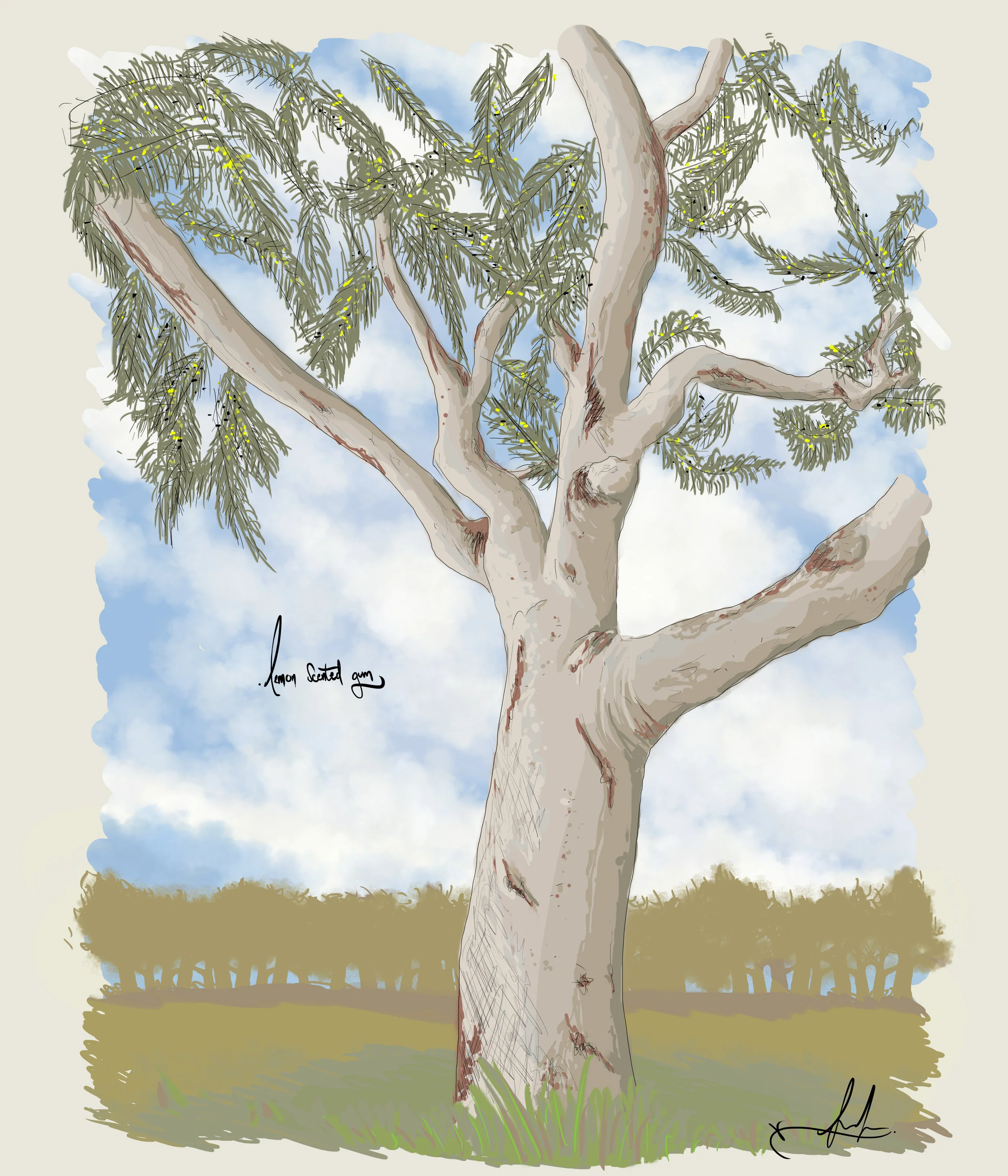 Gumtree2.jpg