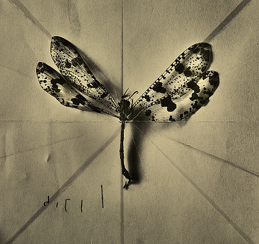 Untitled 2 , from Phoenix , 2011-2012