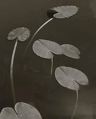 Koichiro Kurita, Floating Leaves , 1998