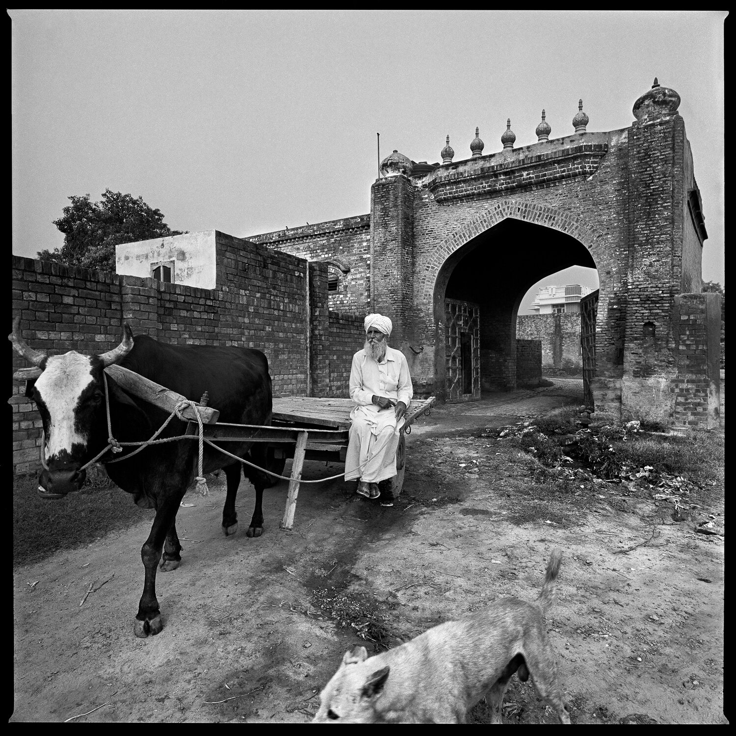   Serena Chopra,  Nirmal Singh, 75 Years, Migrated from Narli Border to Narli,  2017 