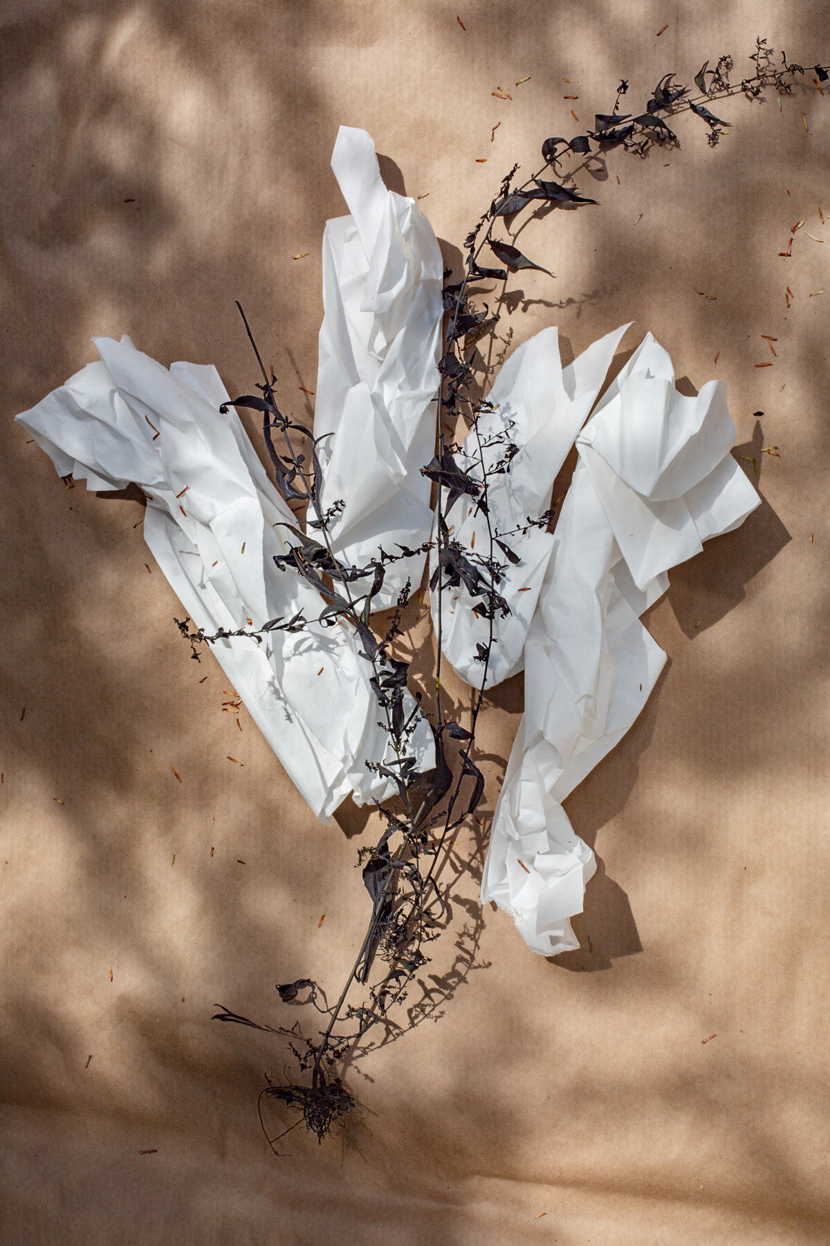  Qiana Mestrich,  Mourning Weeds, Thrall,  2020 