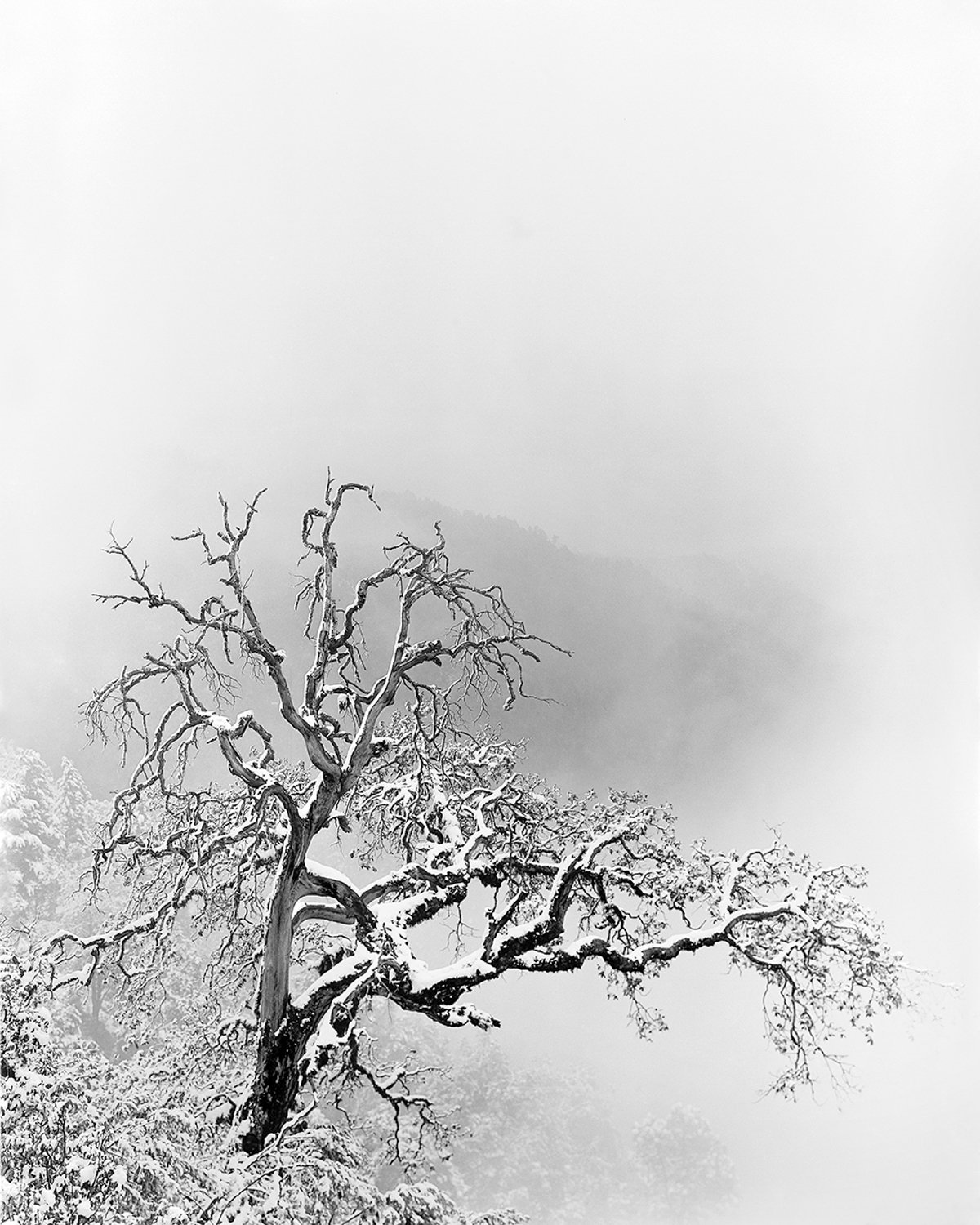  Serena Chopra,  Shinrin #1, Binsar, Kumaon Himalayas, India , 2019&nbsp; 