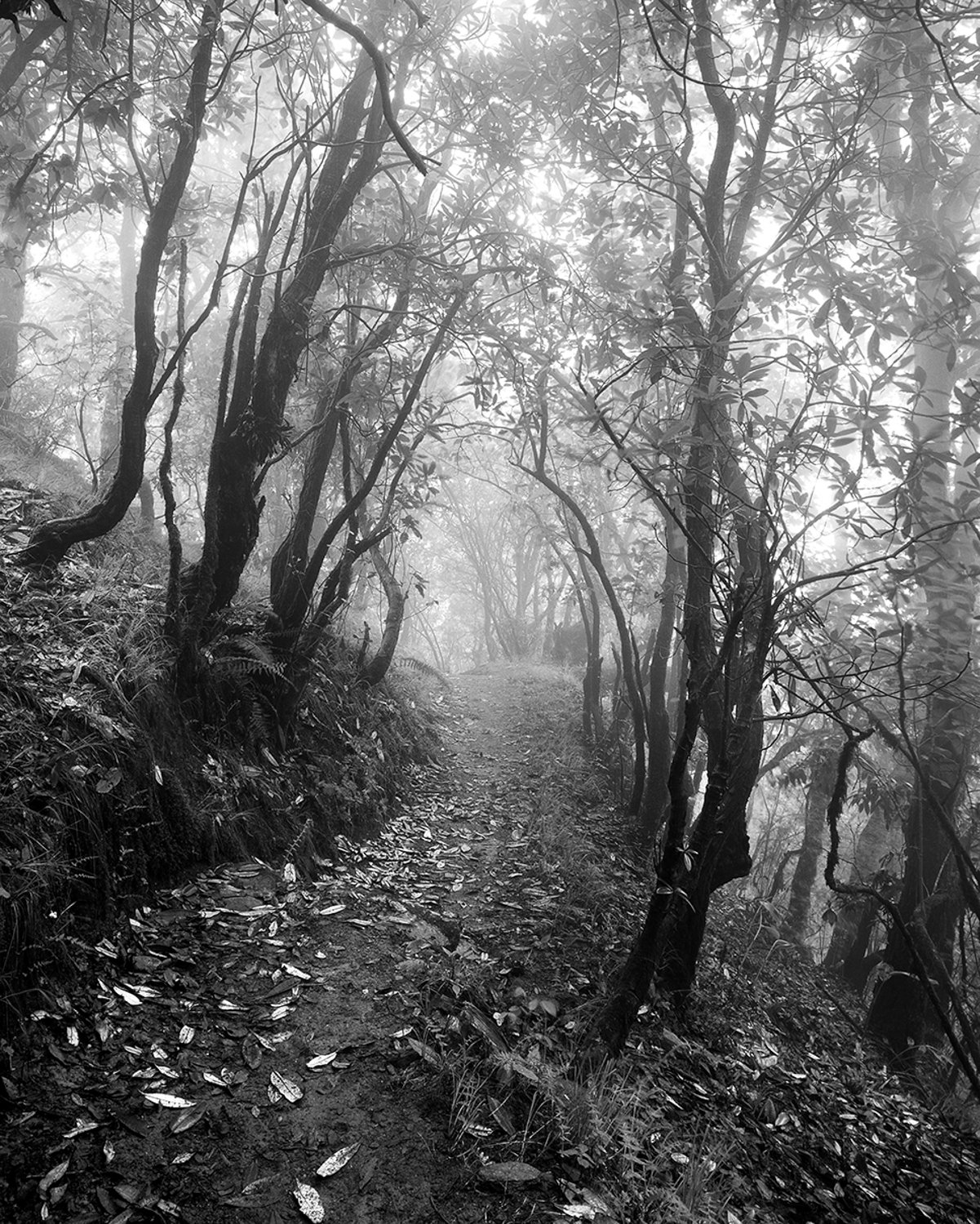  Serena Chopra,  Shinrin #17 ,  Binsar, Kumaon Himalayas, India,  2019&nbsp; 