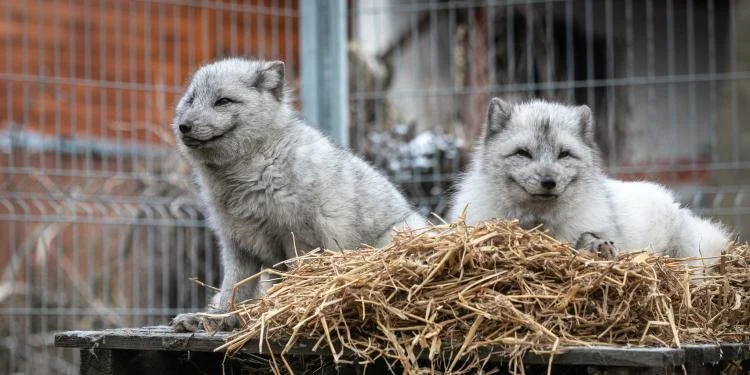 What’s Right: Iceland Moves to End Fur Farming