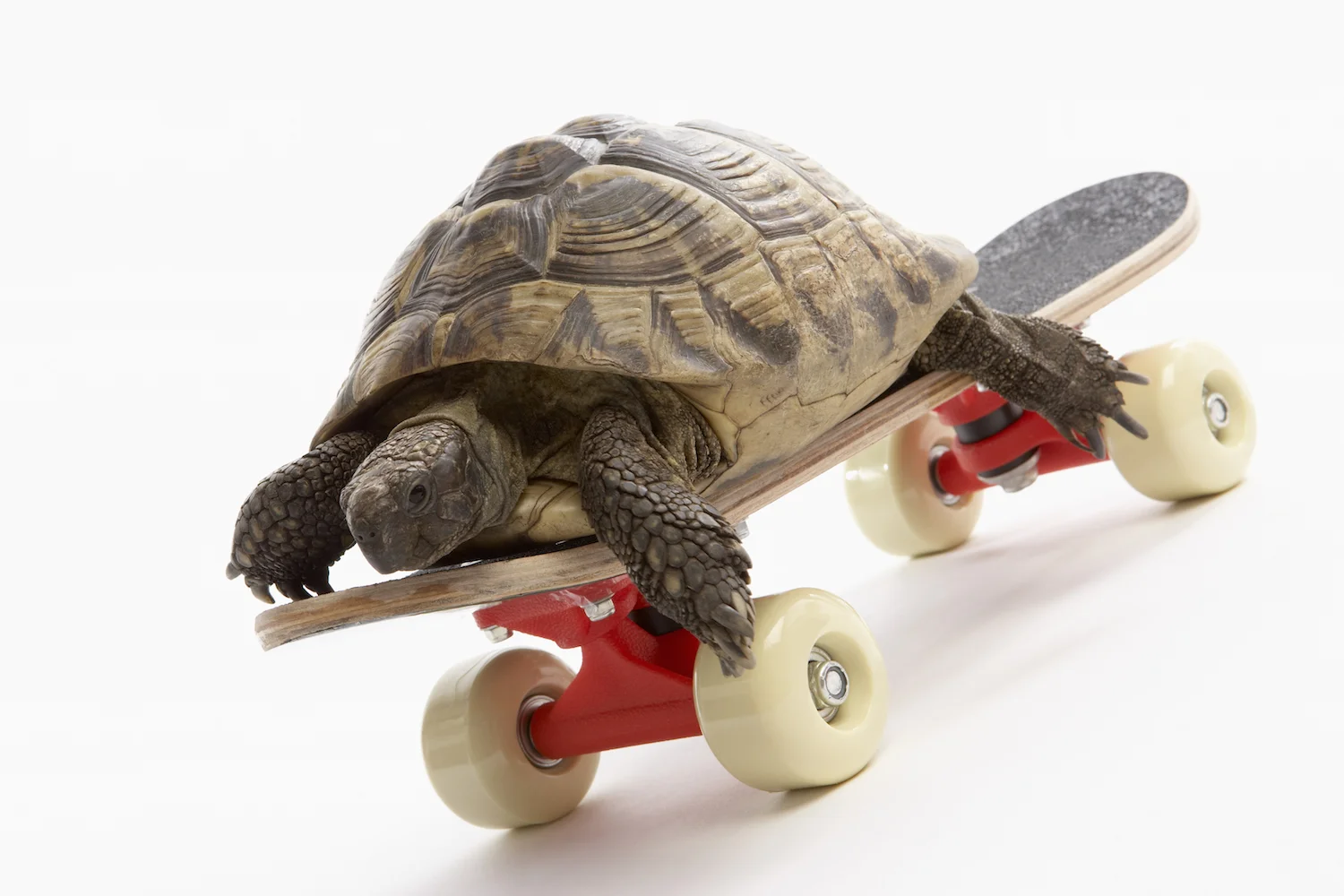 book turtle skateboard banner small.jpg